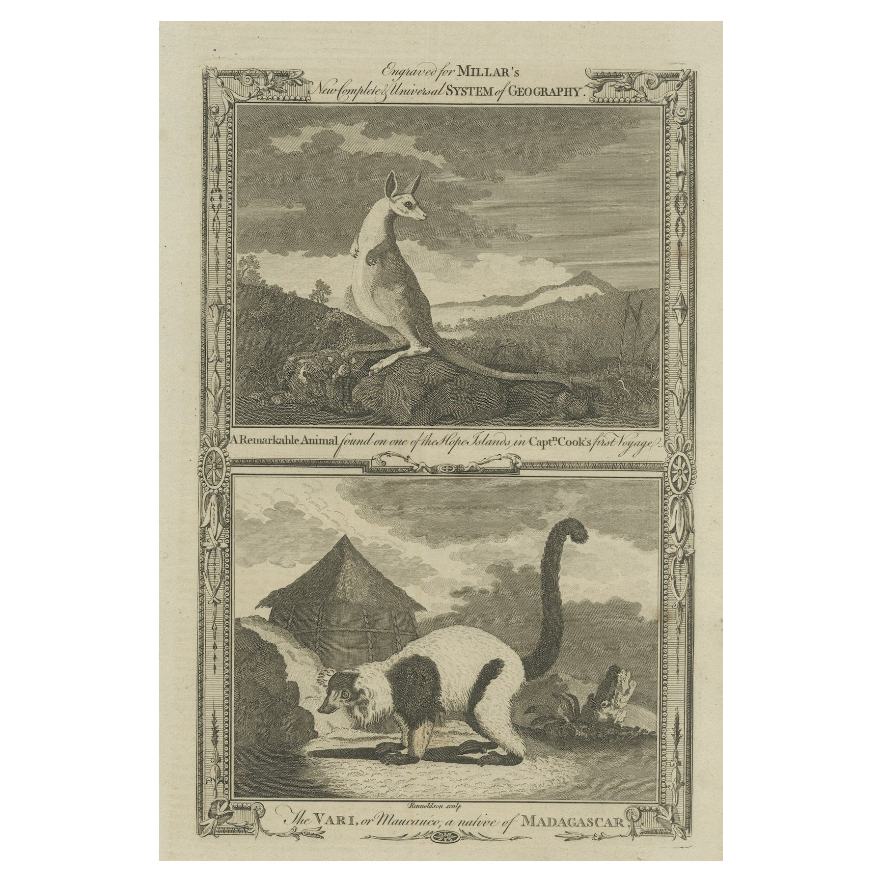 Gravures anciennes d'un Kangourou australien et d'une variété de Madagascar, vers 1780