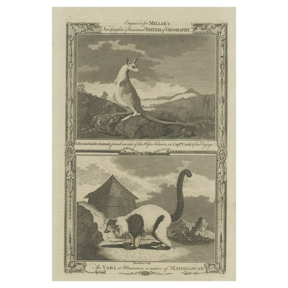 Antique Engravings of an Australian Kangaroo and a Vari of Madagascar, c.1780