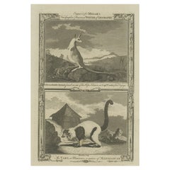 Gravures anciennes d'un Kangourou australien et d'une variété de Madagascar, vers 1780