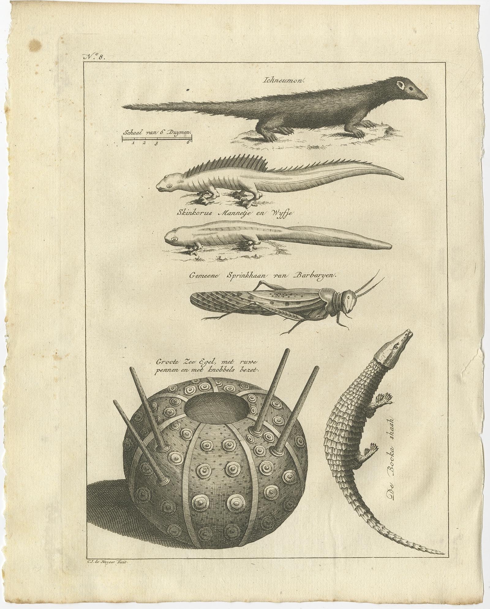 Antique print titled 'Ichneumon (..)'. 

Old bird print depicting the Egyptian mongoose, lizard species, locust and a sea urchin. Originates from the first Dutch editon of an interesting travel account of Northern Africa titled 'Reizen en