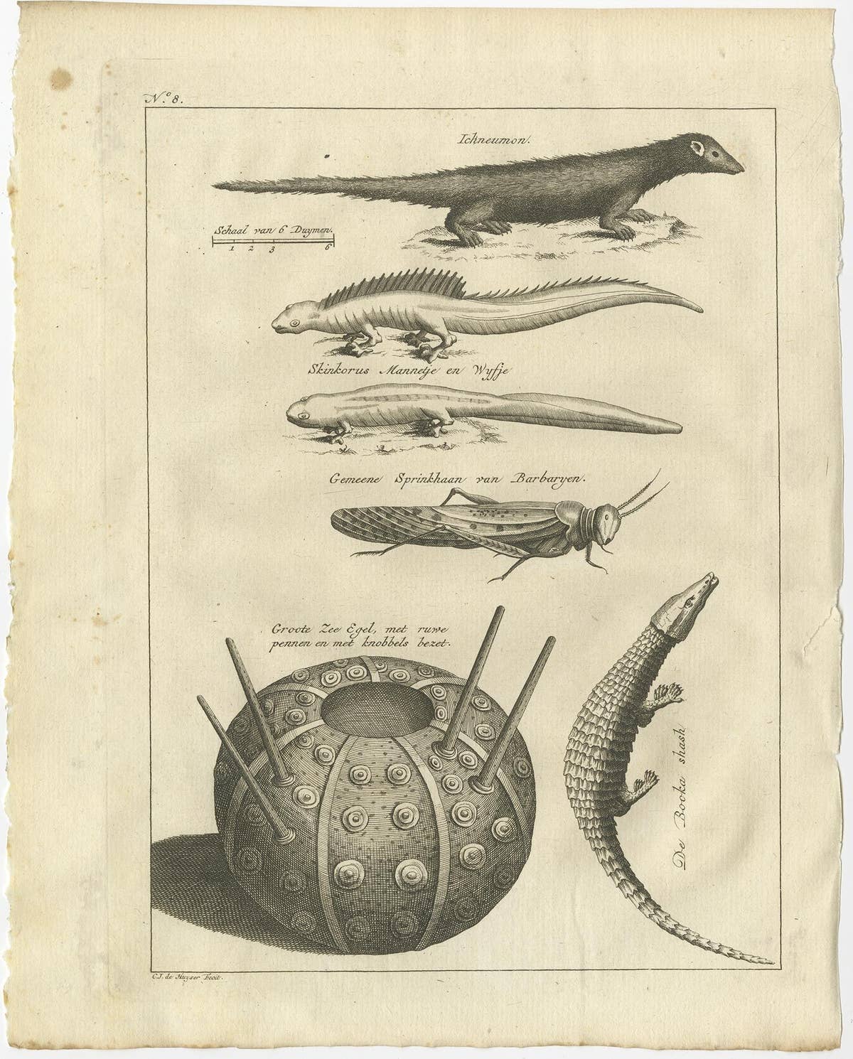 Antique Engravings of Lizards, Locust, Mongoose and a Sea Urchin, 1773