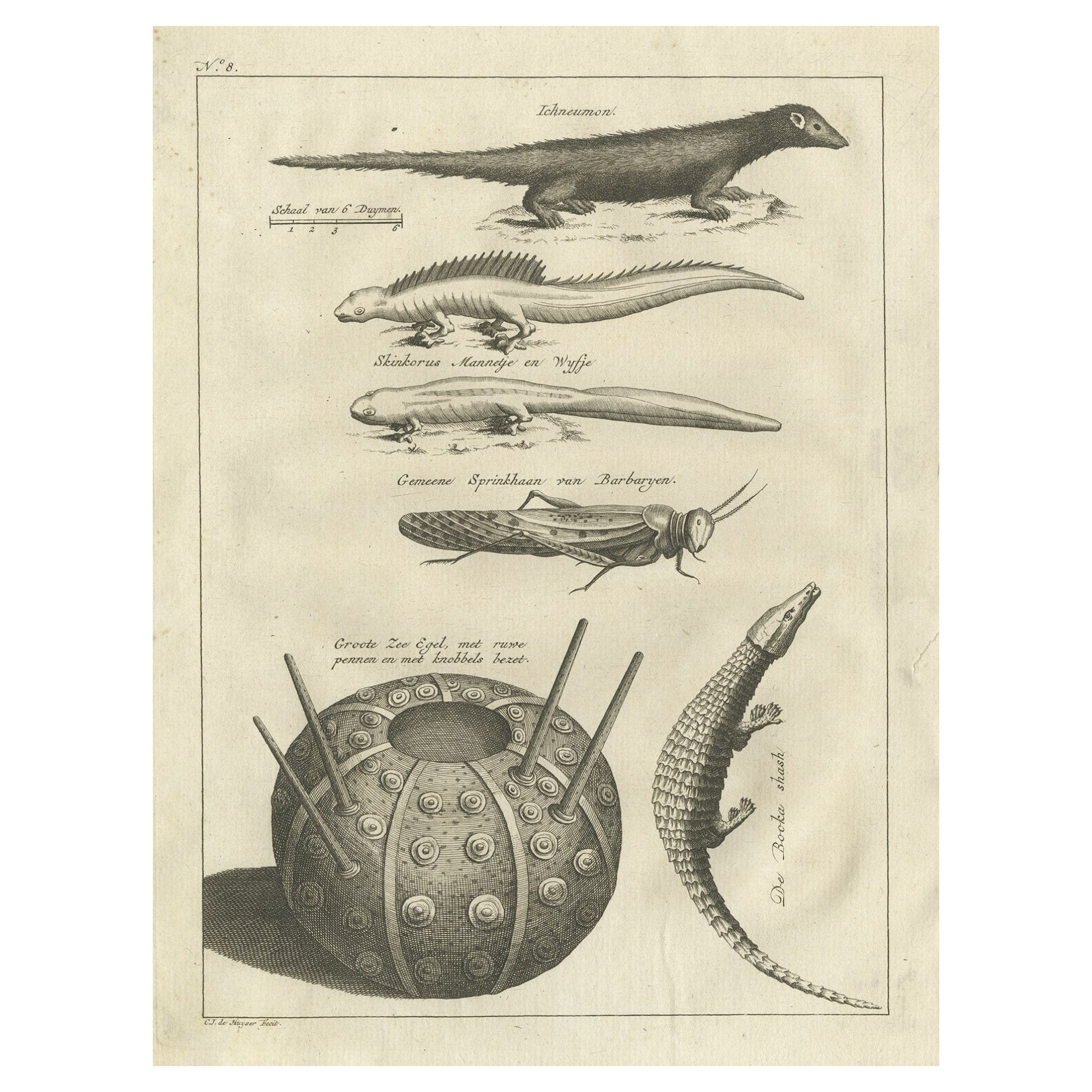 Antike Gravuren von Lizards, Locust, Mongoose und einem Seeuhrchin, 1773