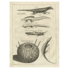 Antike Gravuren von Lizards, Locust, Mongoose und einem Seeuhrchin, 1773