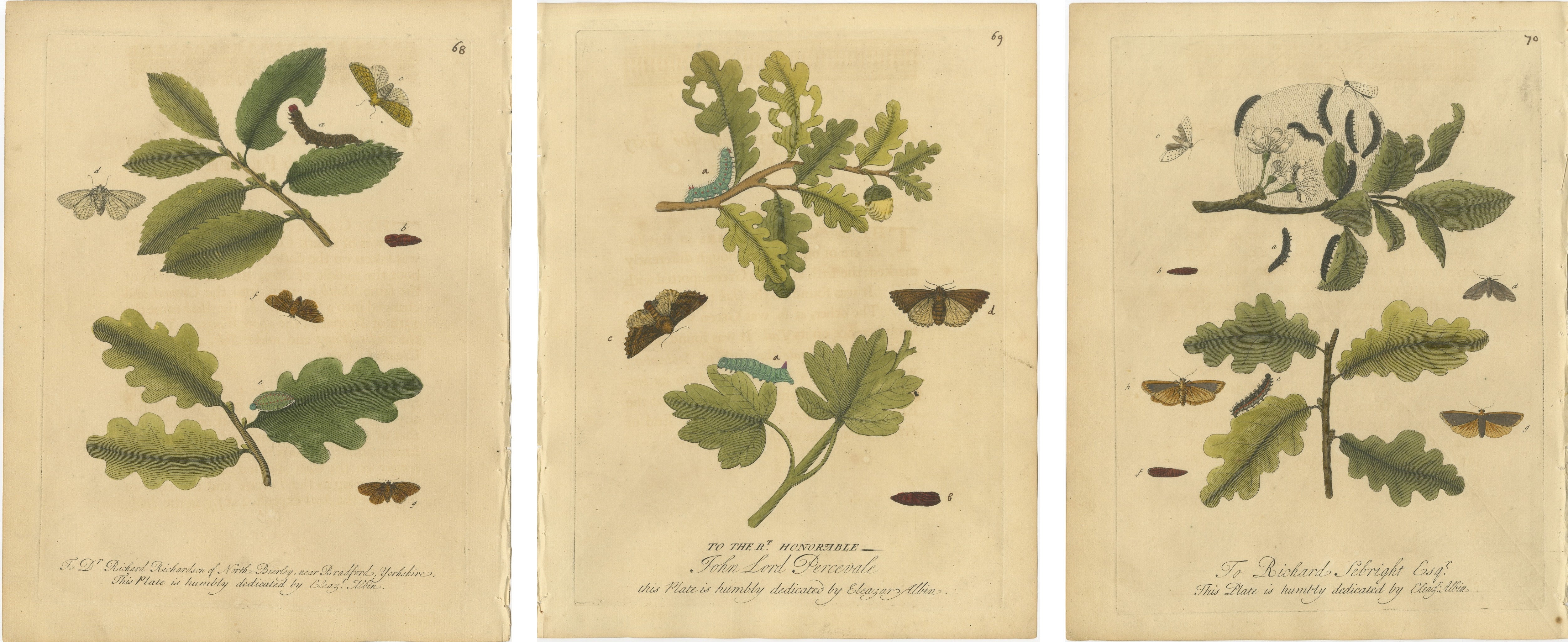 Antique Entomology Print, English Insects on Oak & Elm, Albin 1720