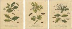 Antique Entomology Print, English Insects on Oak & Elm, Albin 1720