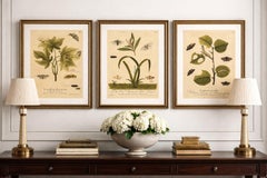 Antique Entomology Print, English Insects on Oak, Willow & Elm, Albin 1720