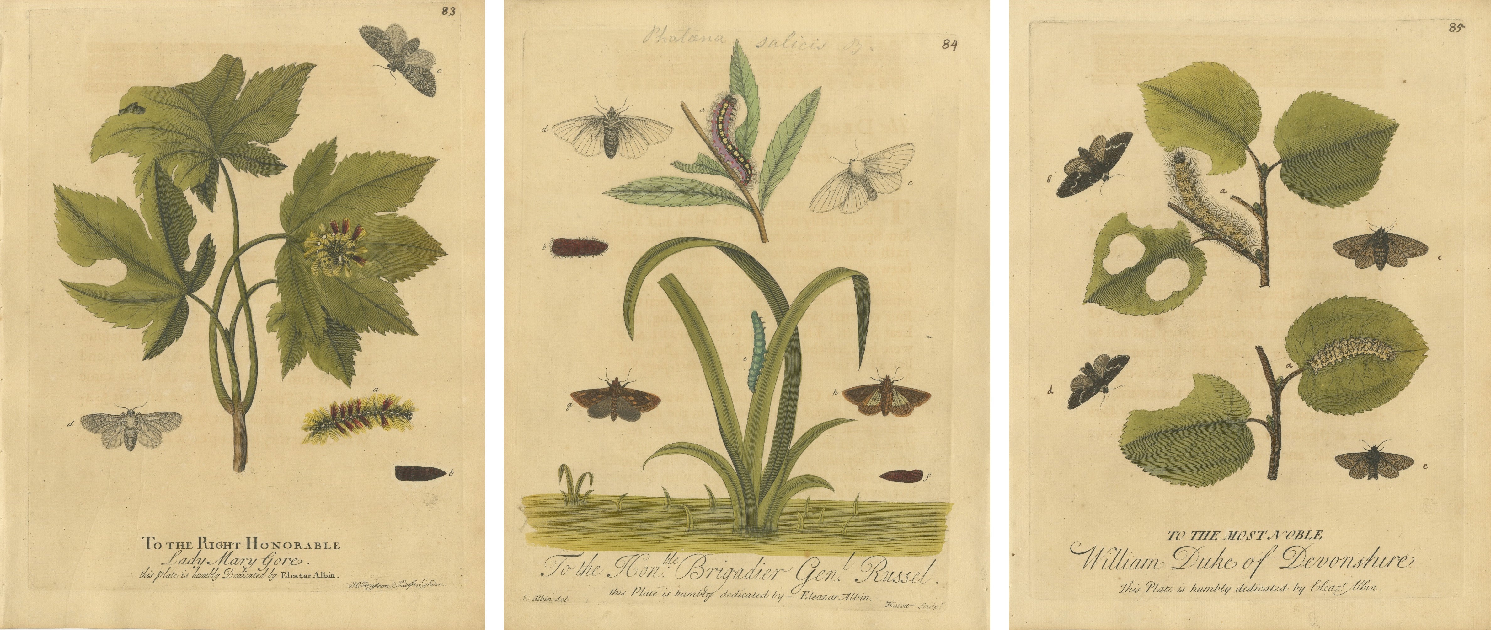 Antique Entomology Print, English Insects on Oak, Willow & Elm, Albin 1720