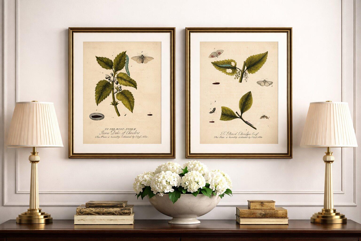 Antique Entomology Prints, English Insects on Hazel & Elm, Albin 1720