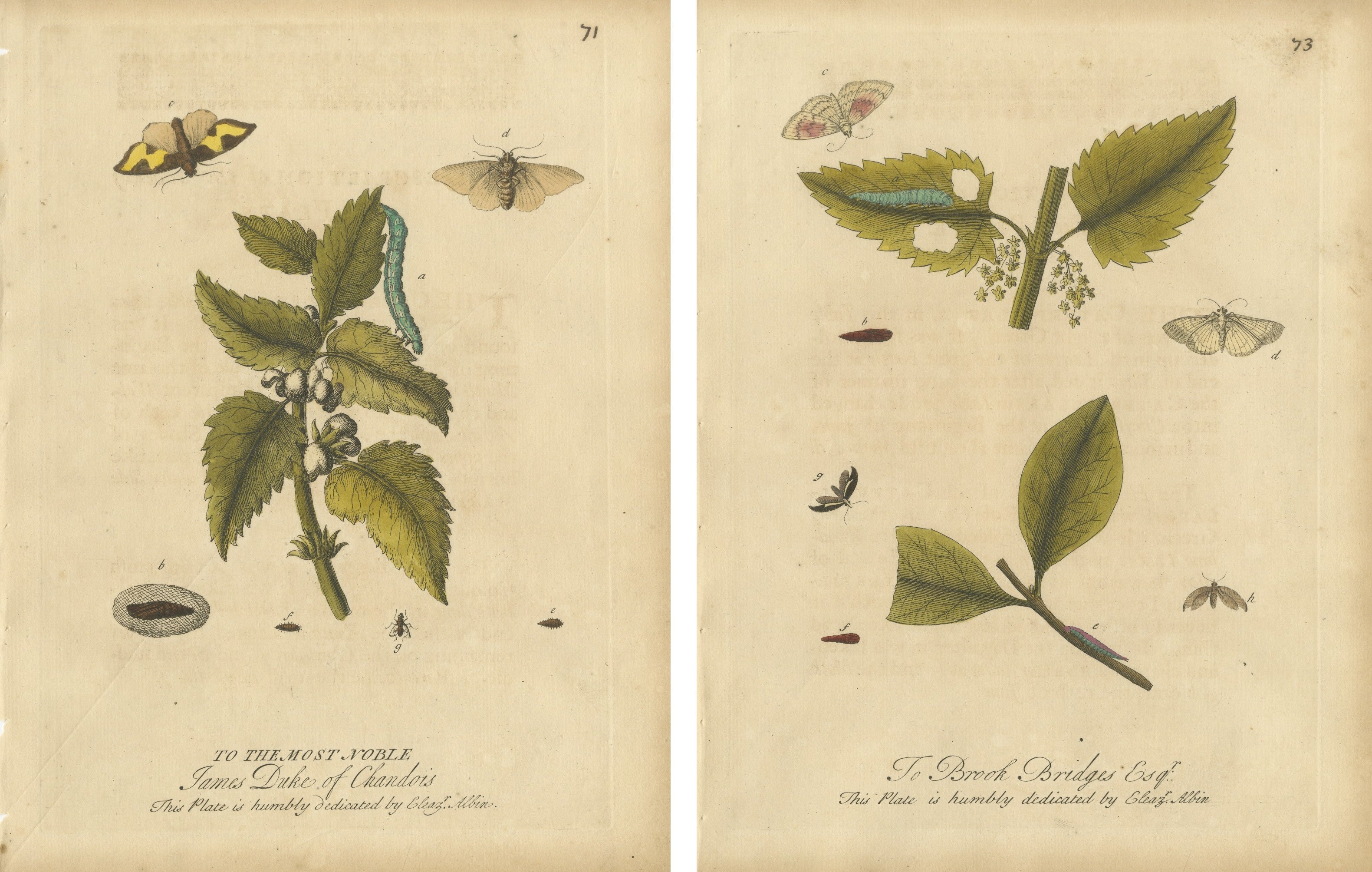 Antique Entomology Prints, English Insects on Hazel & Elm, Albin 1720