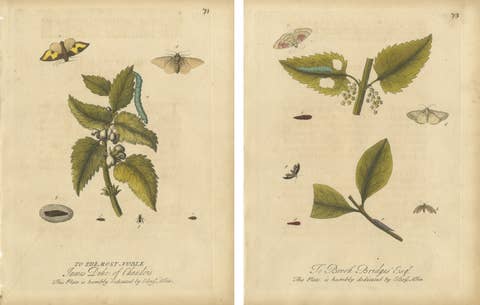 Antique Entomology Prints, English Insects on Hazel & Elm, Albin 1720