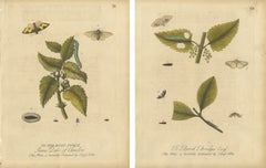 Antique Entomology Prints, English Insects on Hazel & Elm, Albin 1720