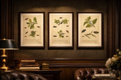Antique Entomology Prints, English Insects on Oak, Bramble & Willow, Albin 1720
