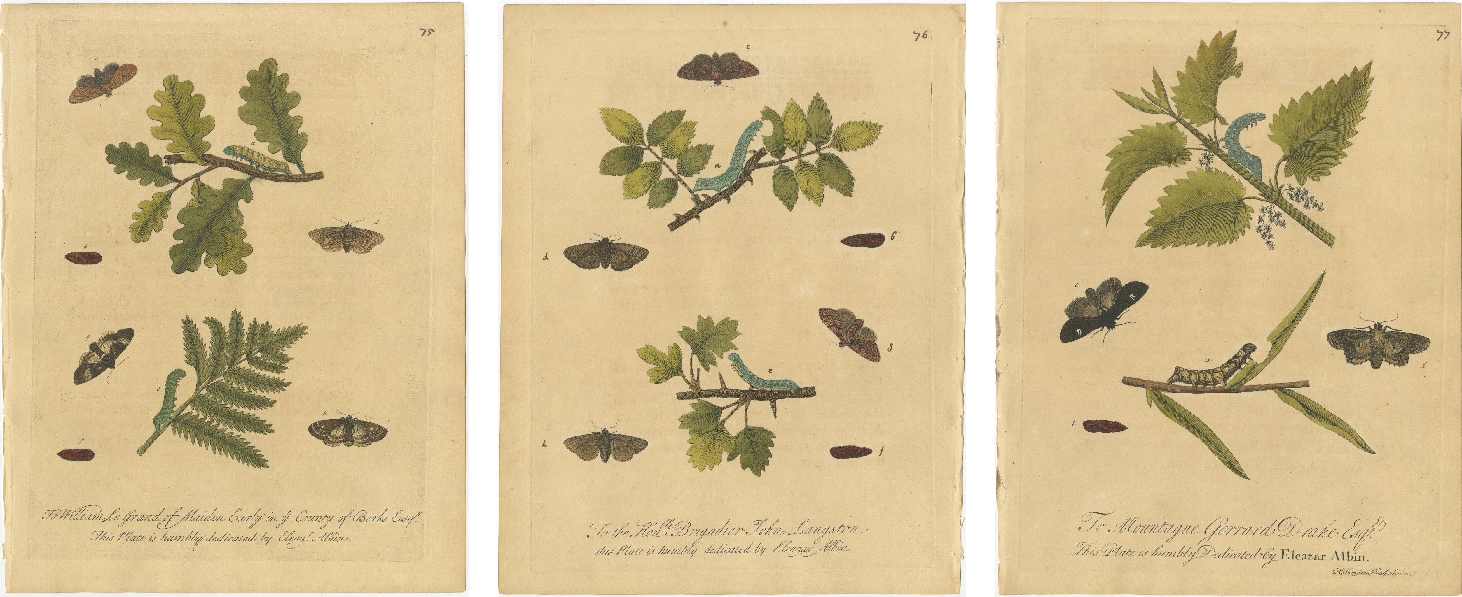 Antique Entomology Prints, English Insects on Oak, Bramble & Willow, Albin 1720