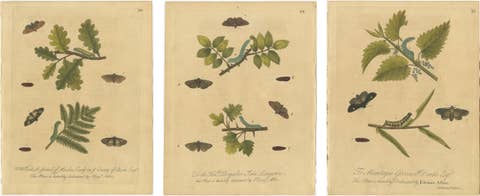 Antique Entomology Prints, English Insects on Oak, Bramble & Willow, Albin 1720