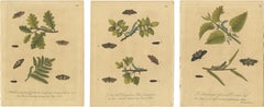 Antique Entomology Prints, English Insects on Oak, Bramble & Willow, Albin 1720