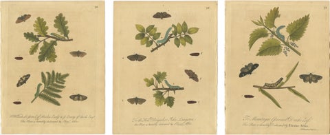 Antique Entomology Prints, English Insects on Oak, Bramble & Willow, Albin 1720