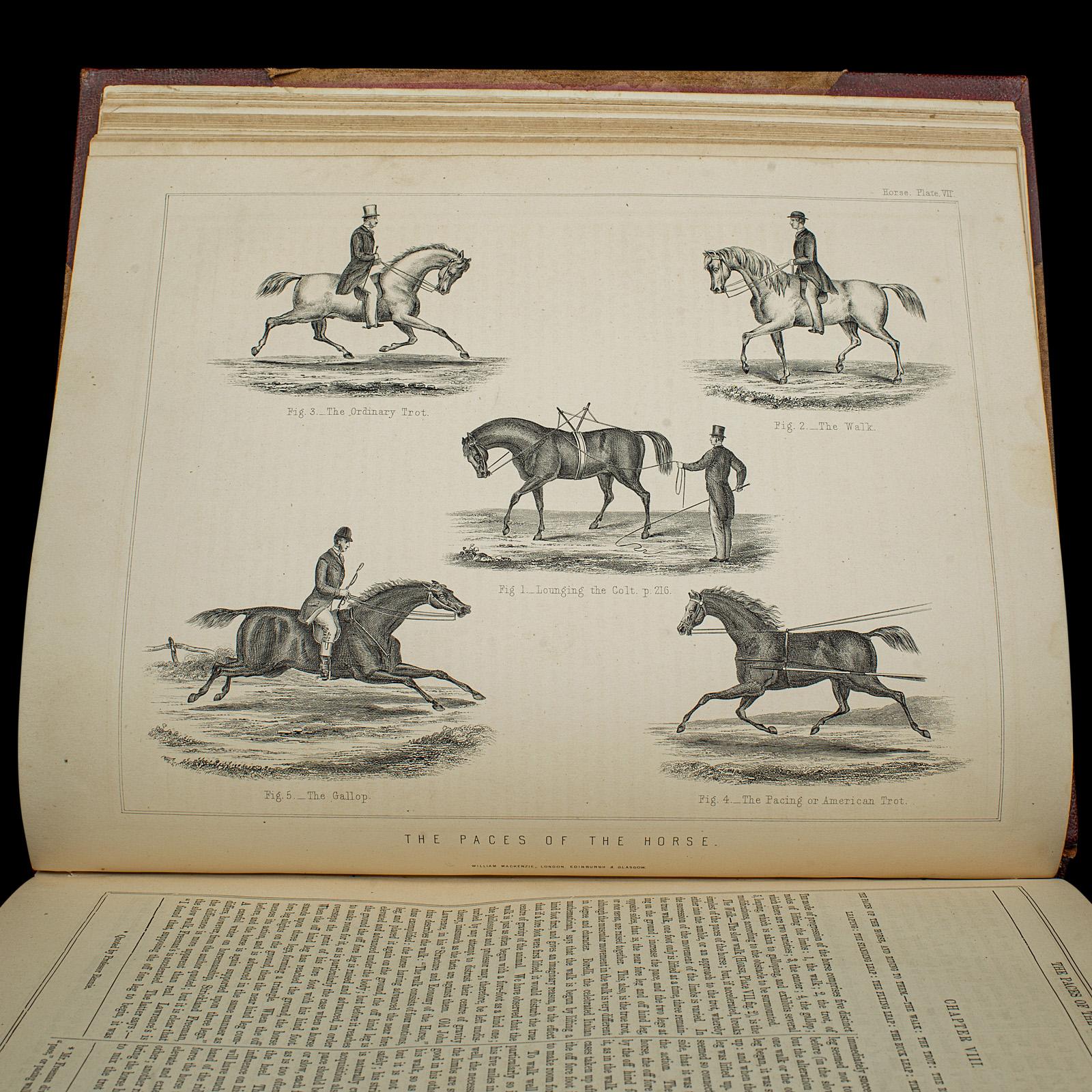 Antico libro di riferimento per l'equitazione, moderna pratica di mascalcia, inglese, vittoriano in vendita 3
