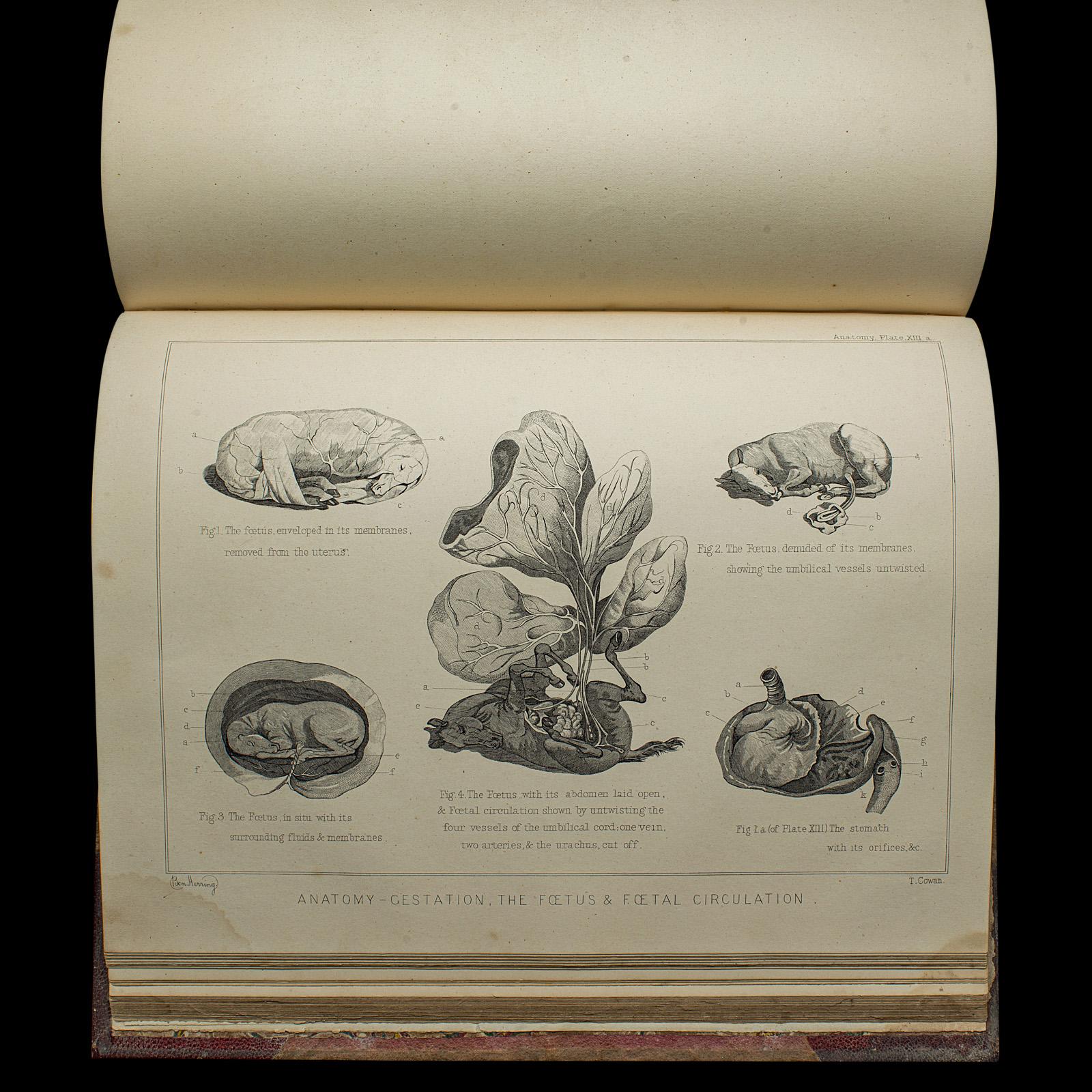 Antico libro di riferimento per l'equitazione, moderna pratica di mascalcia, inglese, vittoriano in vendita 5
