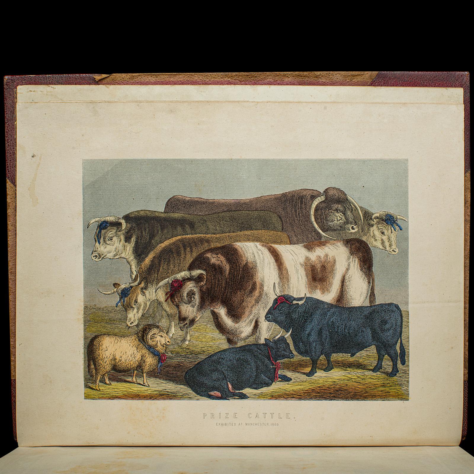 Tardo vittoriano Antico libro di riferimento per l'equitazione, moderna pratica di mascalcia, inglese, vittoriano in vendita