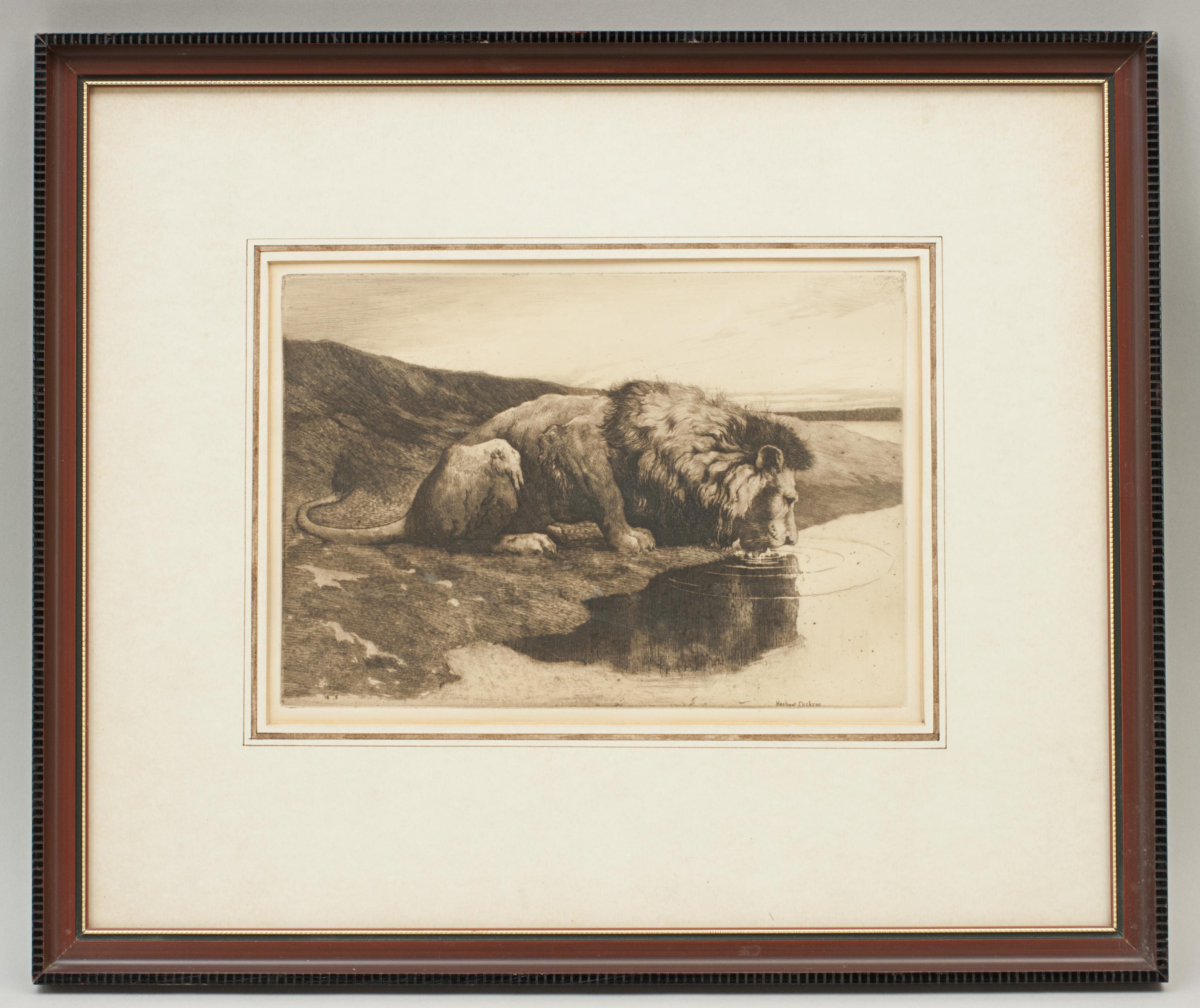 Herbert Dicksee 'A Drinking Lion'.
A wonderful original sepia toned etching of a lion drinking from the river by Herbert Dicksee. In a glazed frame with framers paper label on the back. A great image by Dicksee, the etching with printed signature
