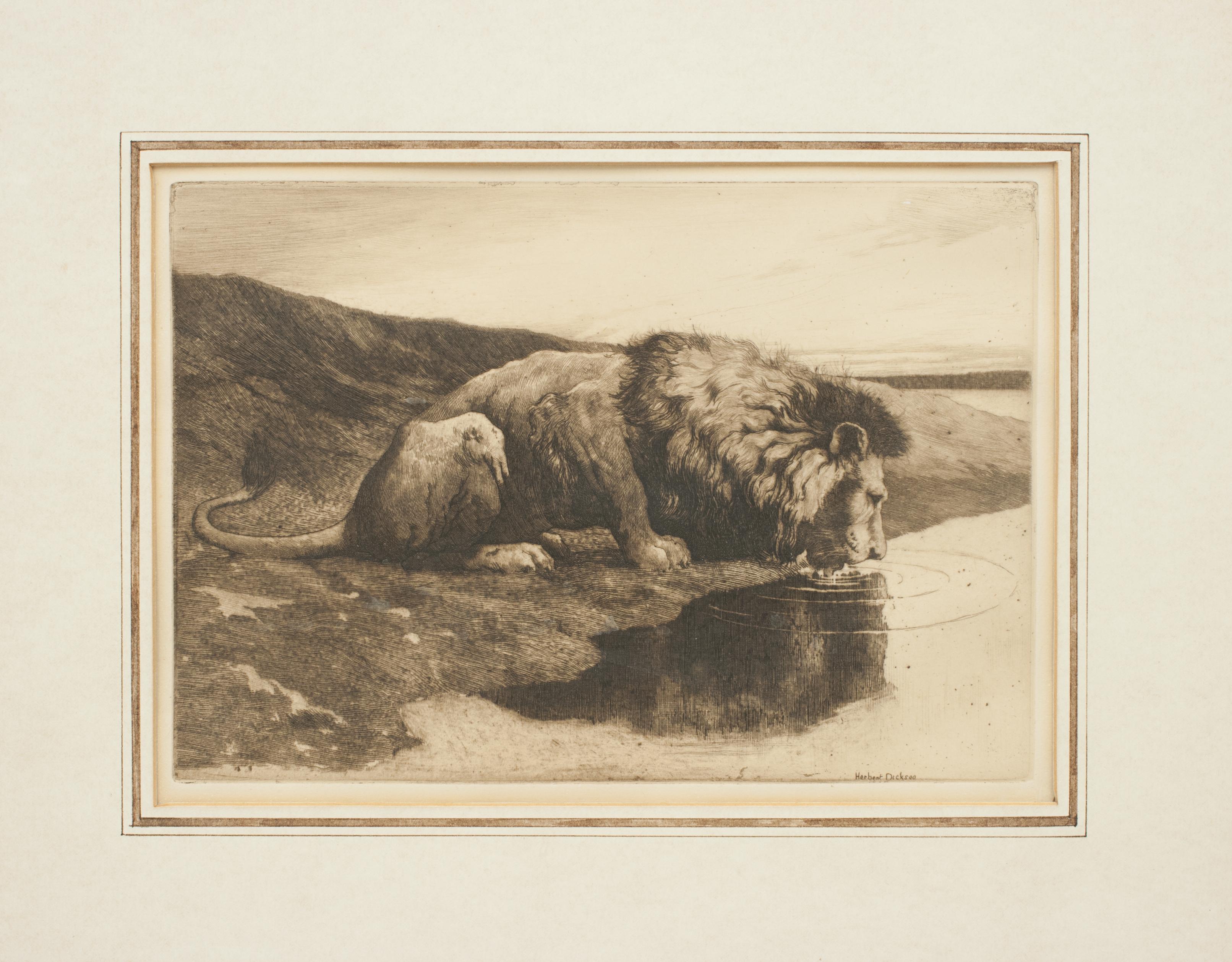 Sporting Art Antique Etching by Herbert Dicksee 'A Drinking Lion'