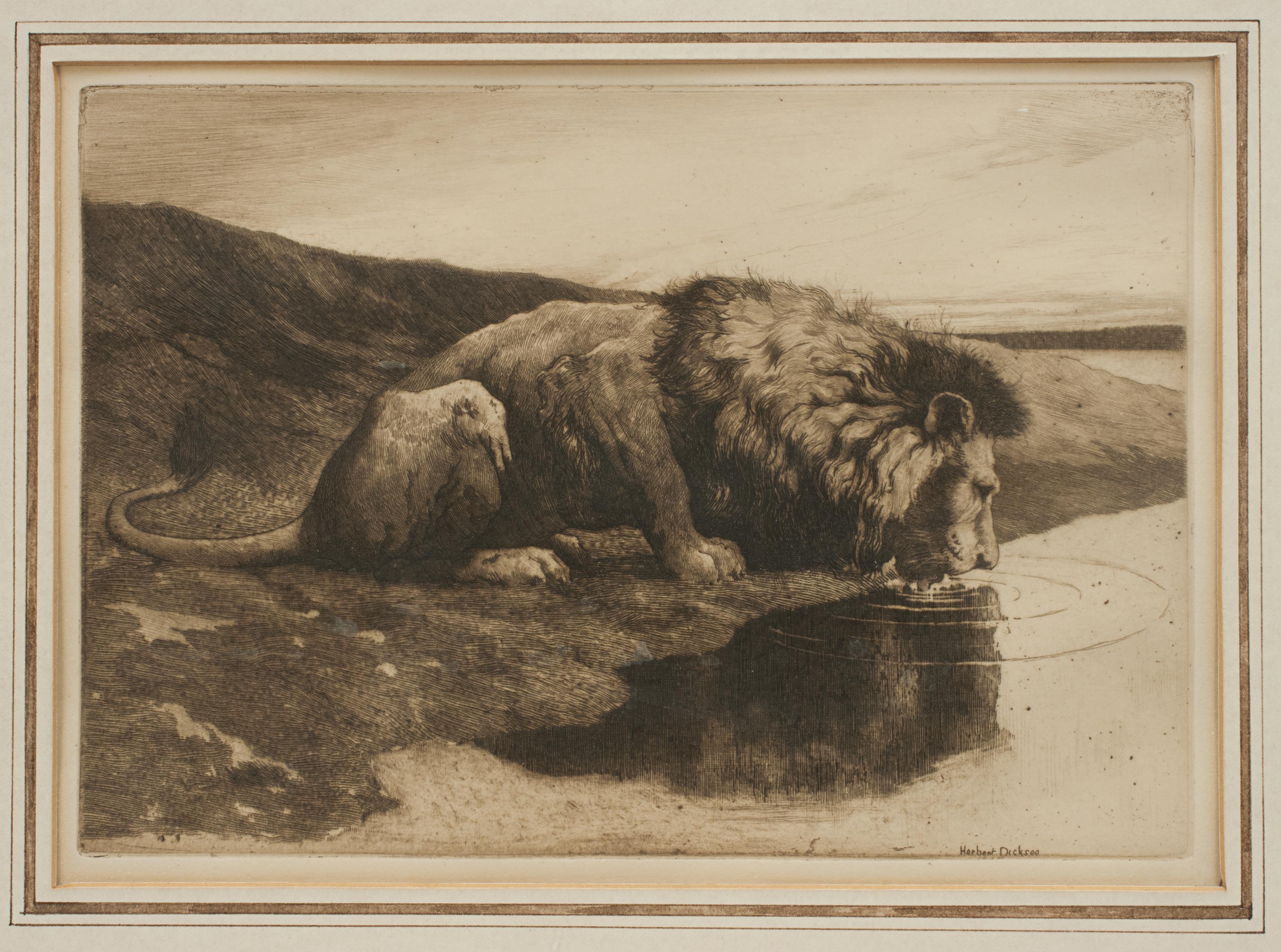 British Antique Etching by Herbert Dicksee 'A Drinking Lion'