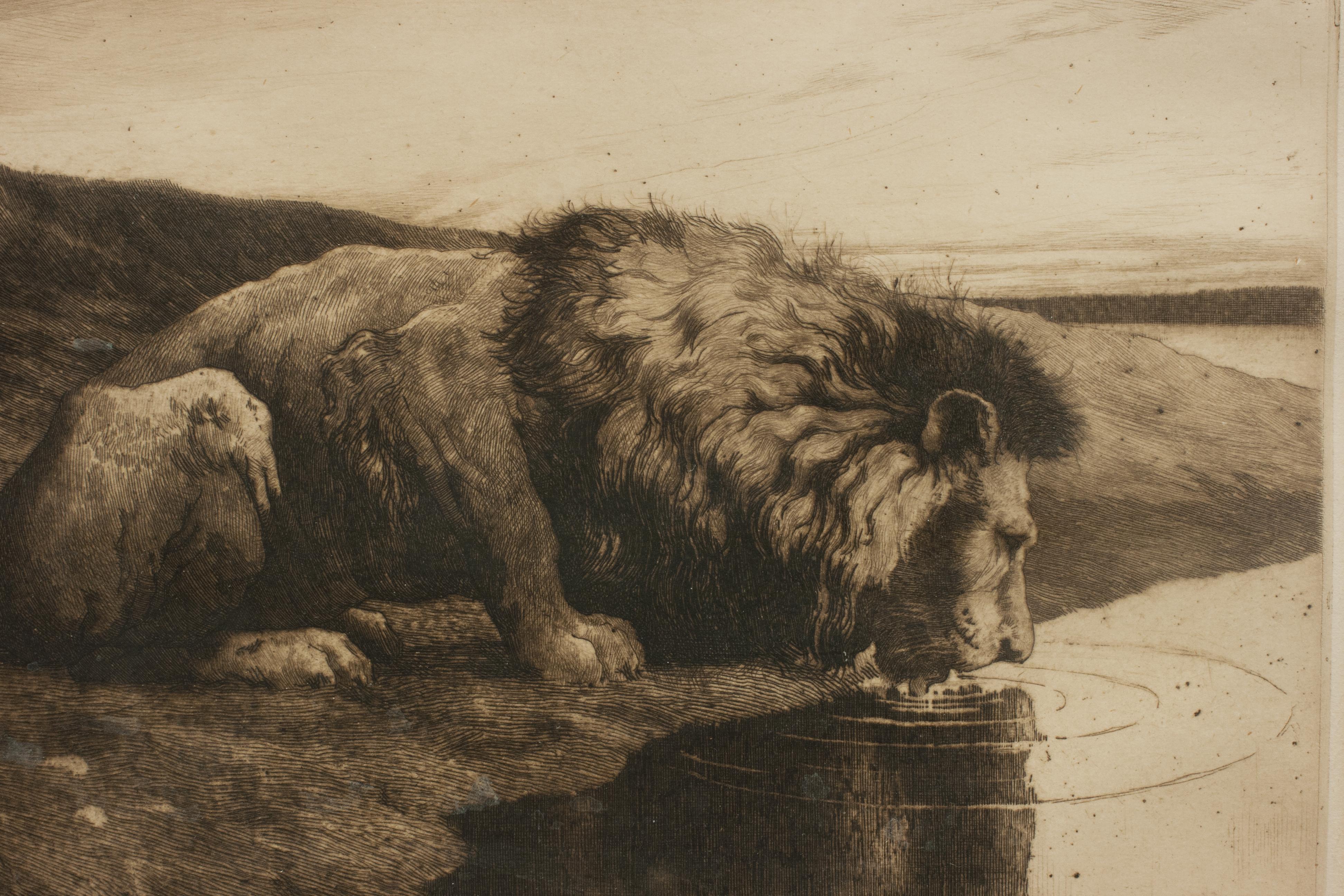 Early 20th Century Antique Etching by Herbert Dicksee 'A Drinking Lion'