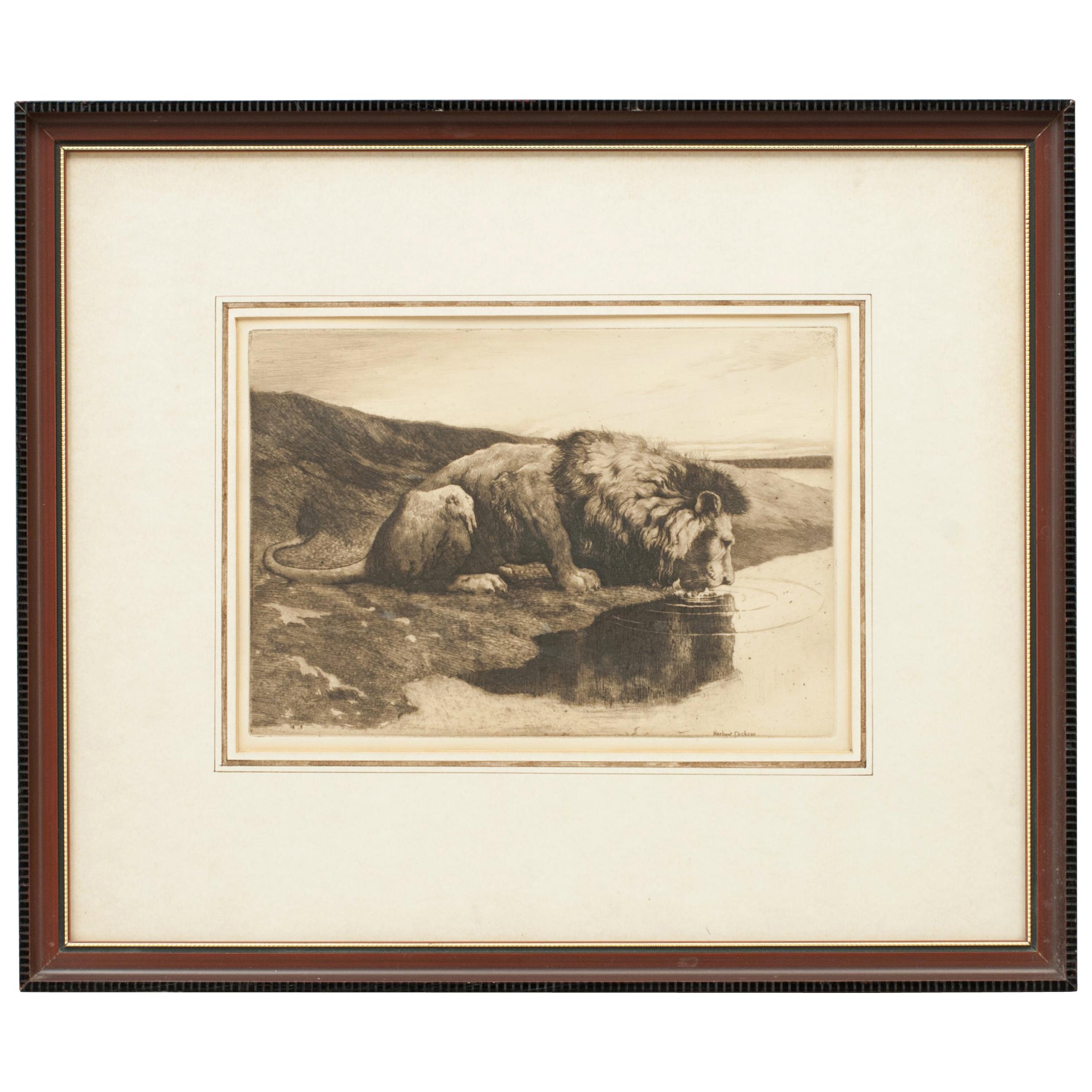 Antique Etching by Herbert Dicksee 'A Drinking Lion'