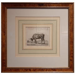 Antique Etching of a Grazing Cow by Van Troostwijk, 1810