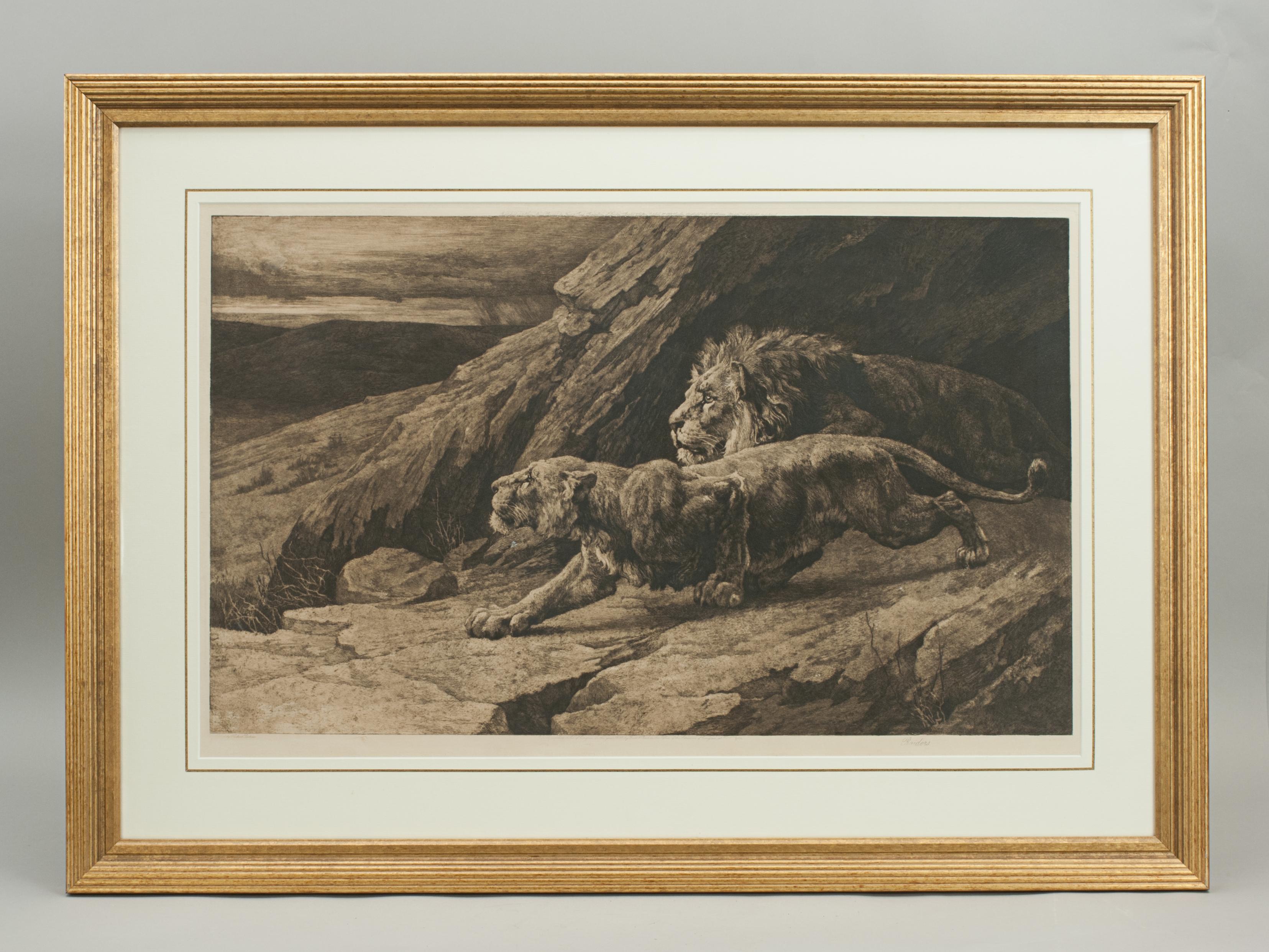 Gravure ancienne, « Helpers » Lions par Herbert Dicksee, faune africaine en vente 5