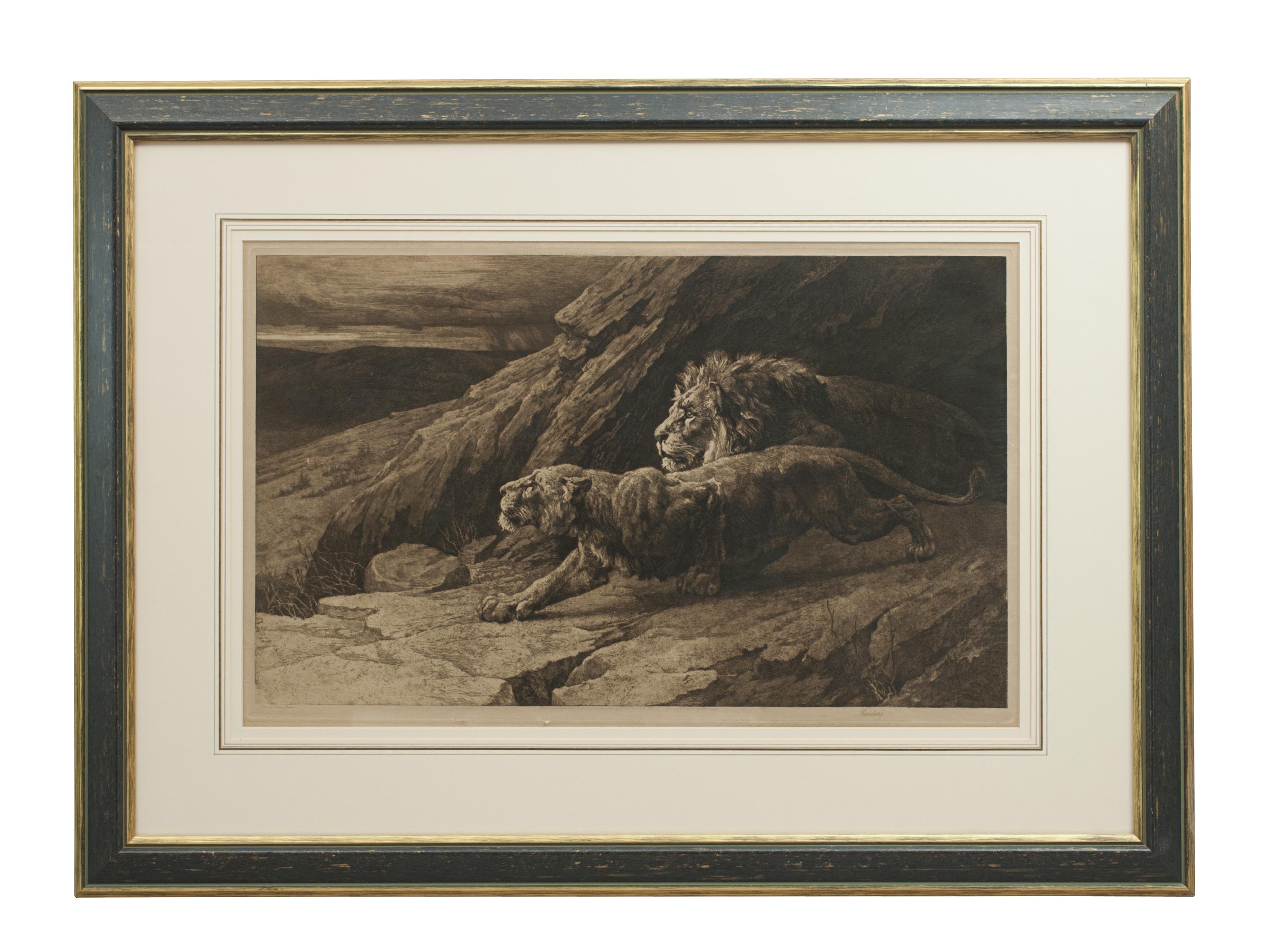 Raiders by Herbert Dicksee.
A framed wildlife etching of a pair of African lions by Herbert Dicksee. The picture shows a pair of crouching lions between some rocks overlooking the valley below. Published October 1st, 1898 by Frost & Reed and is