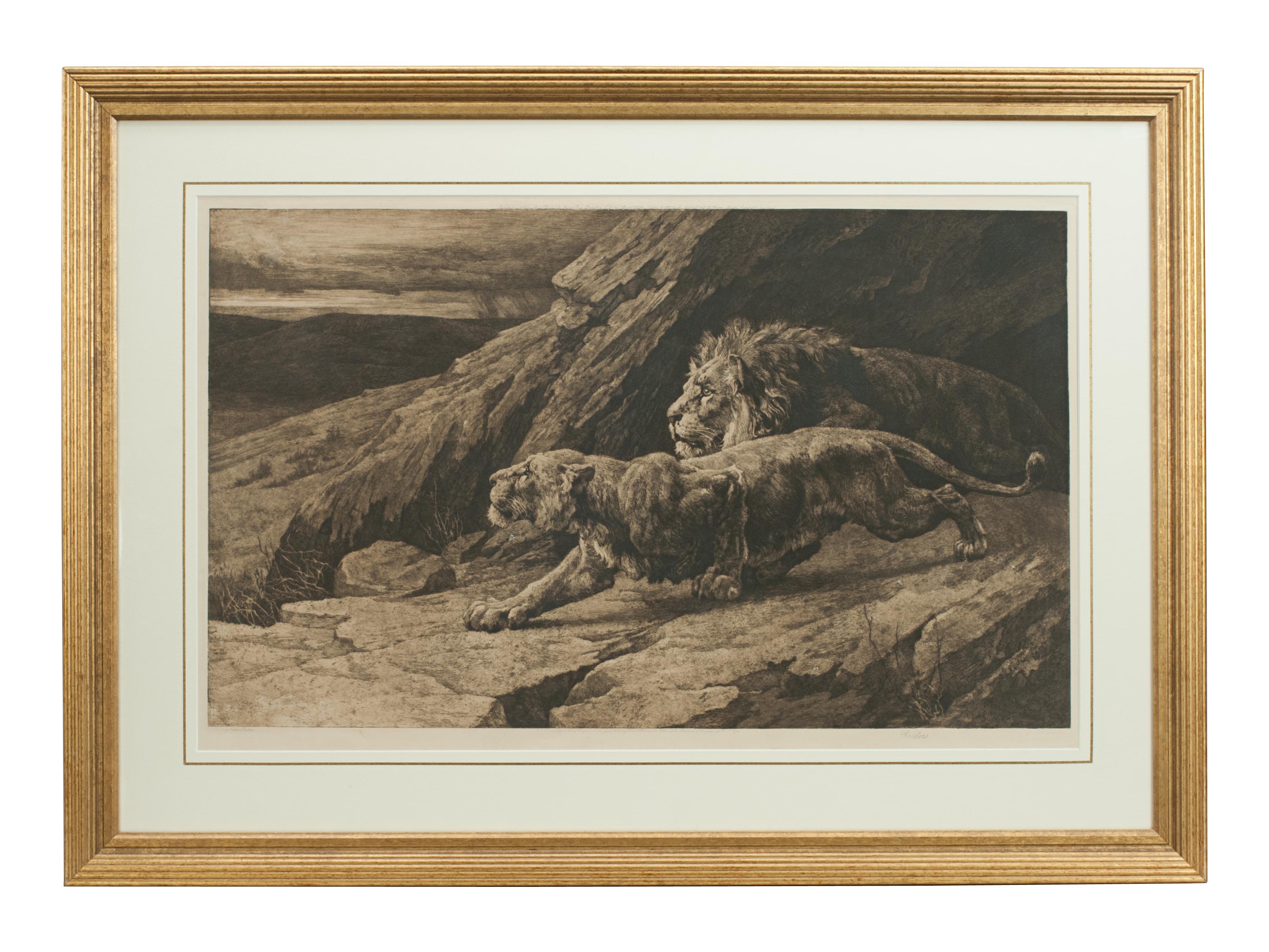 Raiders by Herbert Dicksee.
A framed wildlife etching of a pair of African lions by Herbert Dicksee. The picture shows a pair of crouching lions between some rocks overlooking the valley below. Published October 1st, 1898 by Frost & Reed and is