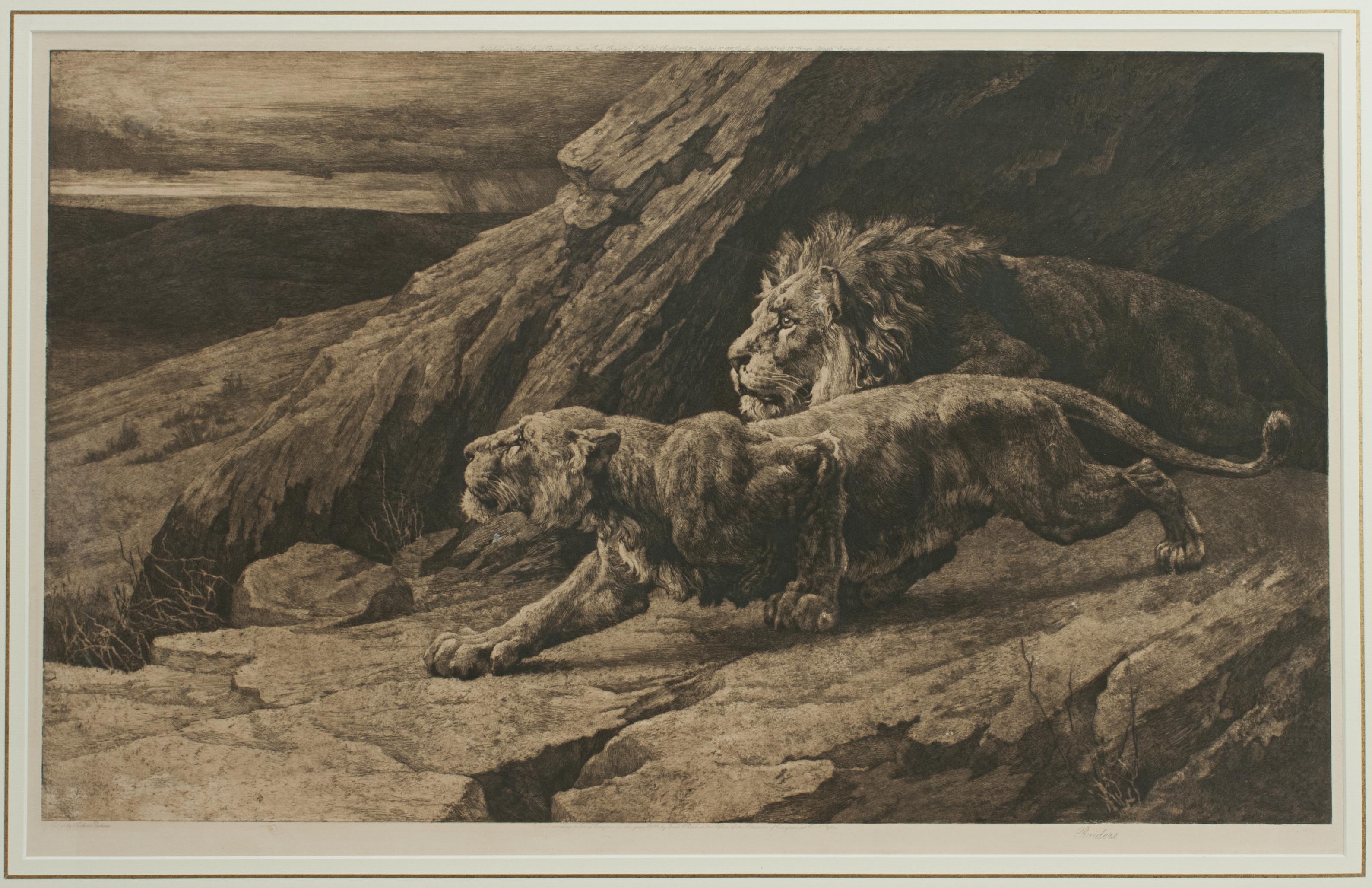 Sporting Art Gravure ancienne, « Helpers » Lions par Herbert Dicksee, faune africaine en vente