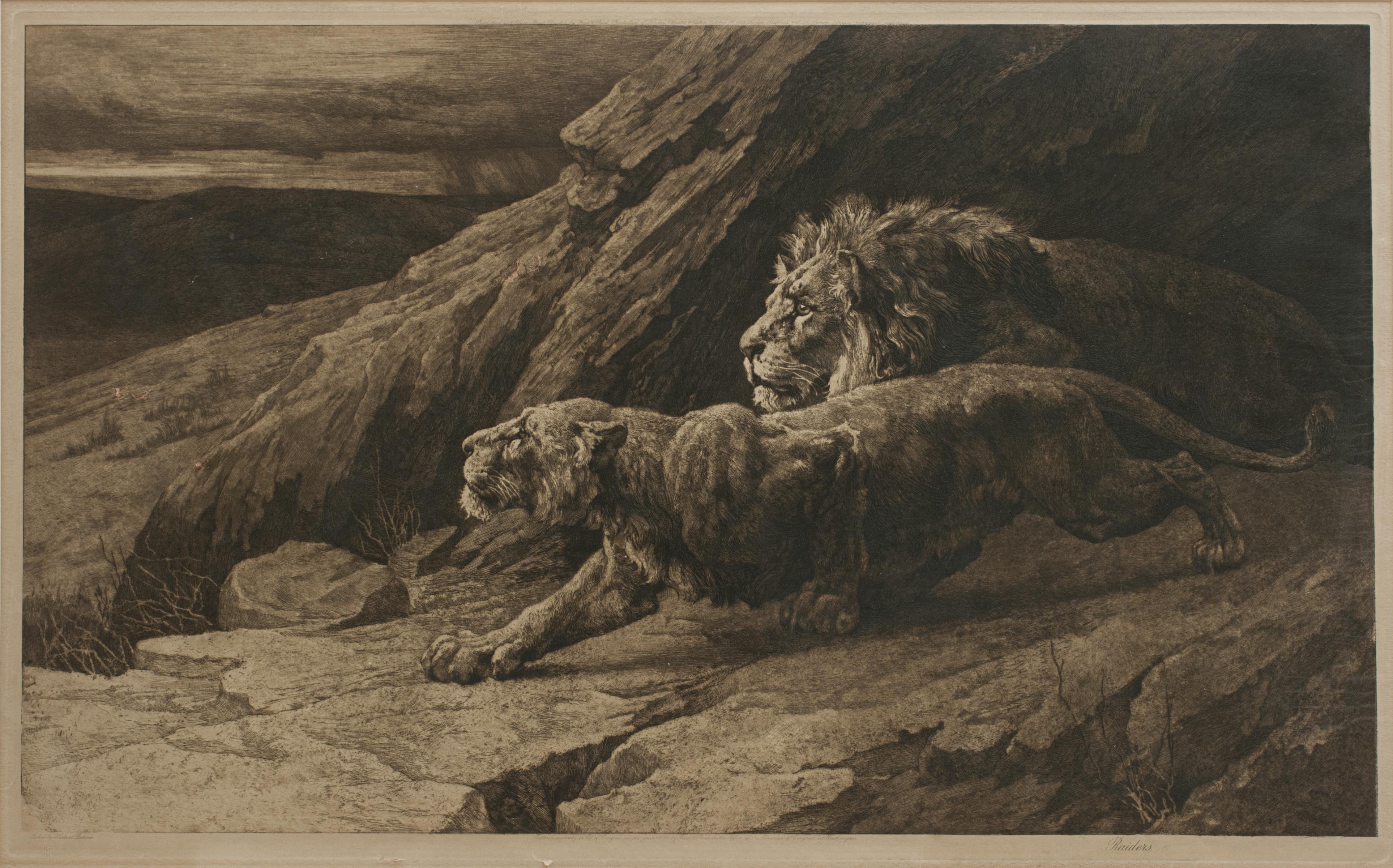 European Antique Etching, 'Raiders' Lions by Herbert Dicksee. African Wildlife For Sale