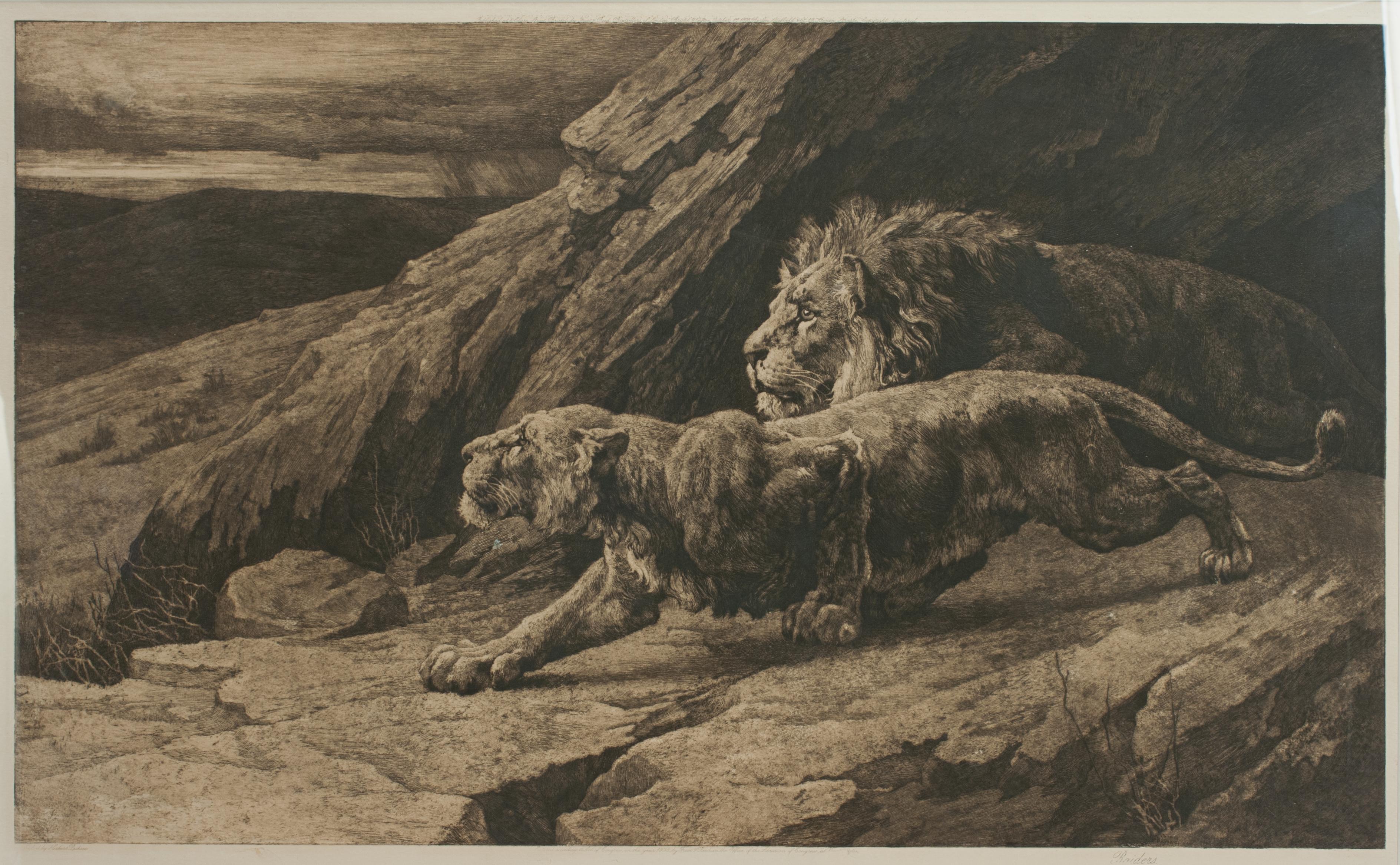 Anglais Gravure ancienne, « Helpers » Lions par Herbert Dicksee, faune africaine en vente