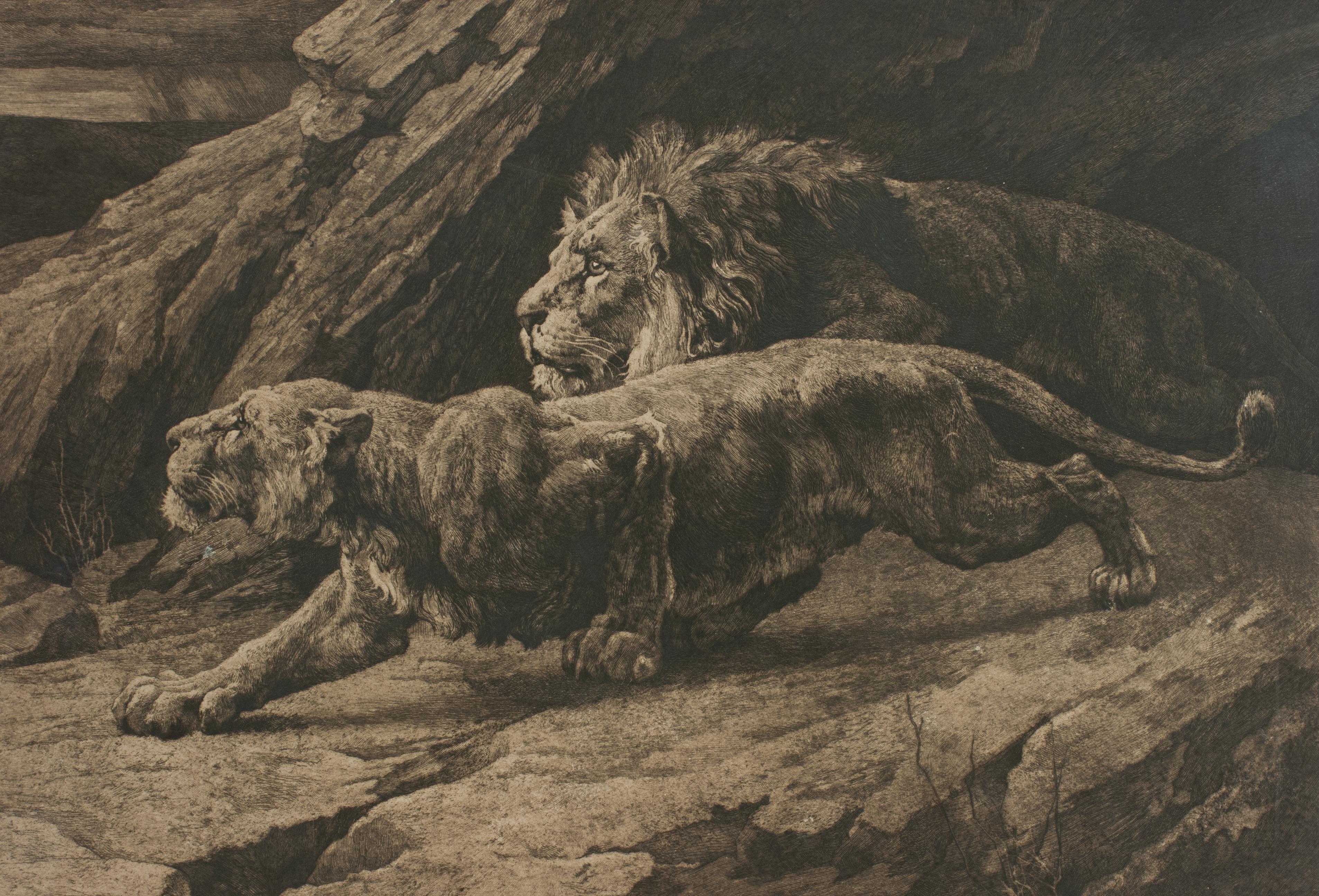 Buriné Gravure ancienne, « Helpers » Lions par Herbert Dicksee, faune africaine en vente