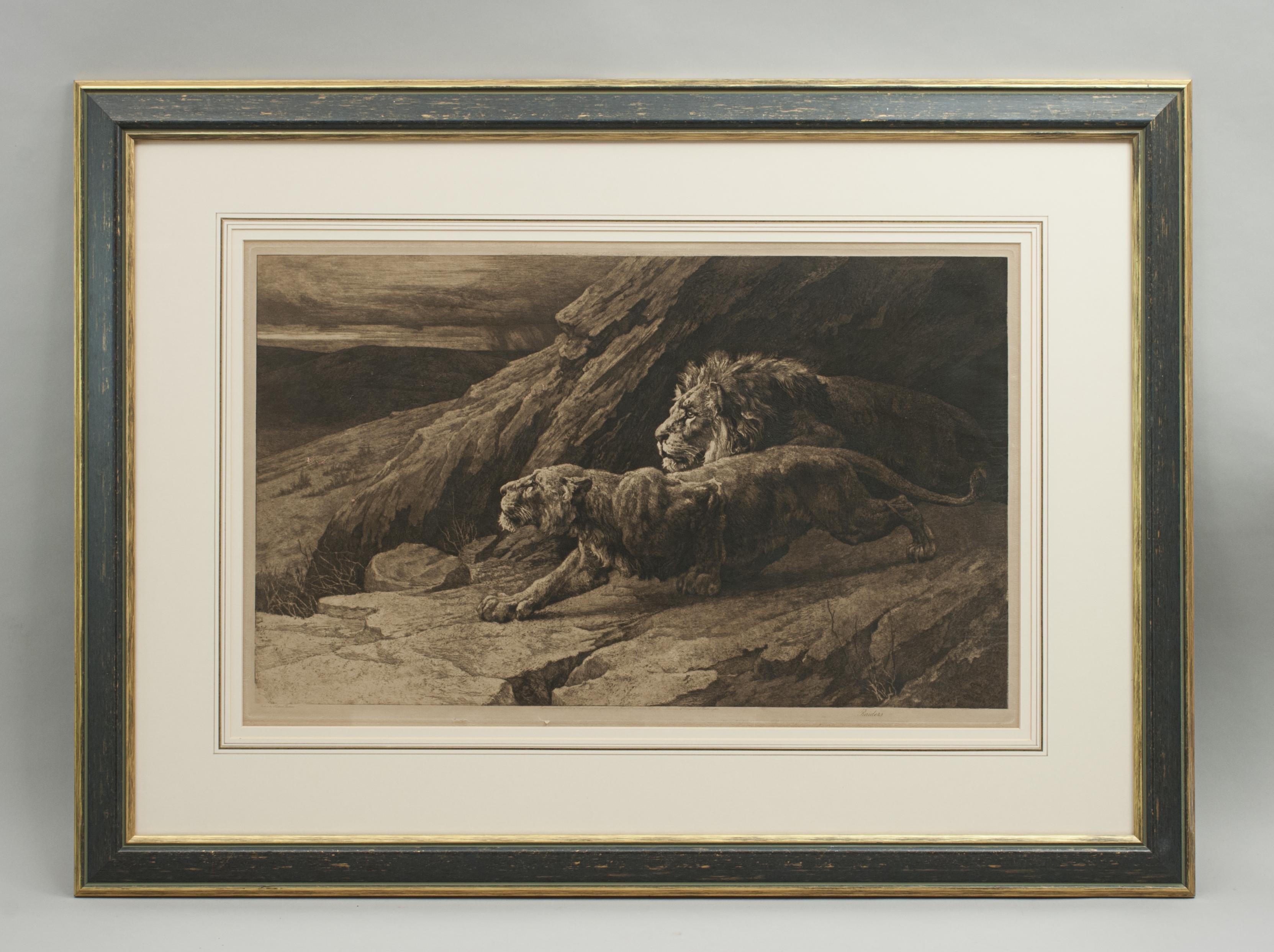 20th Century Antique Etching, 'Raiders' Lions by Herbert Dicksee. African Wildlife For Sale