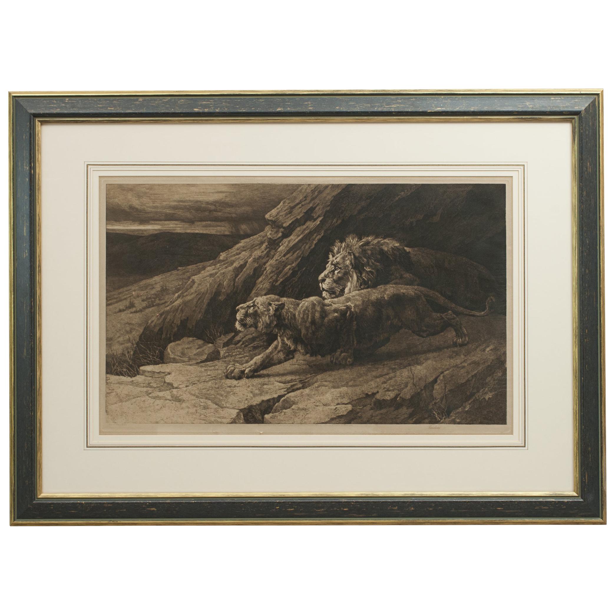 Antique Etching, 'Raiders' Lions by Herbert Dicksee. African Wildlife