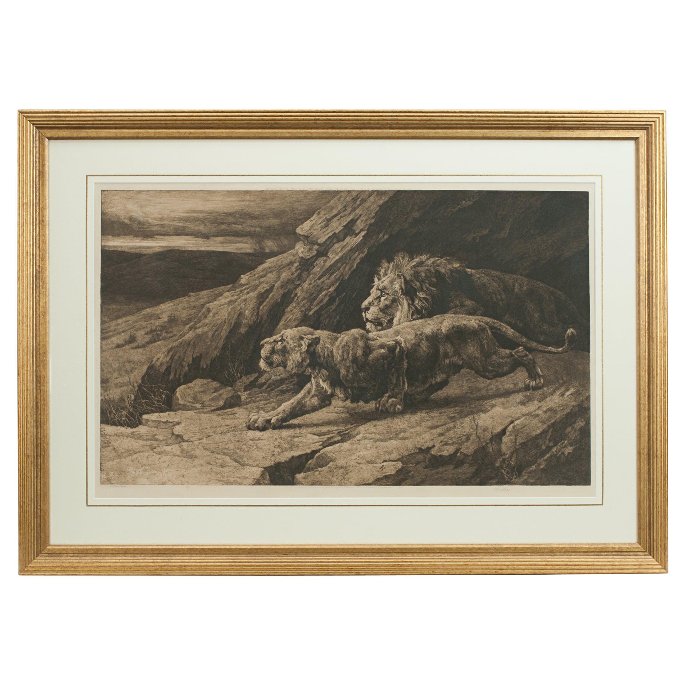Antike Radierung, „Raiders“ Löwen von Herbert Dicksee, Afrikanische Wildtiere