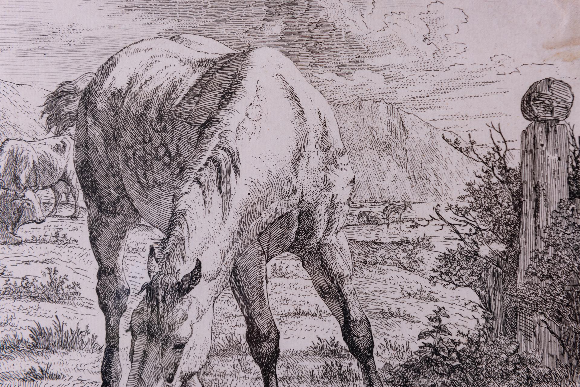 Antique Etchings of Horses For Sale 6