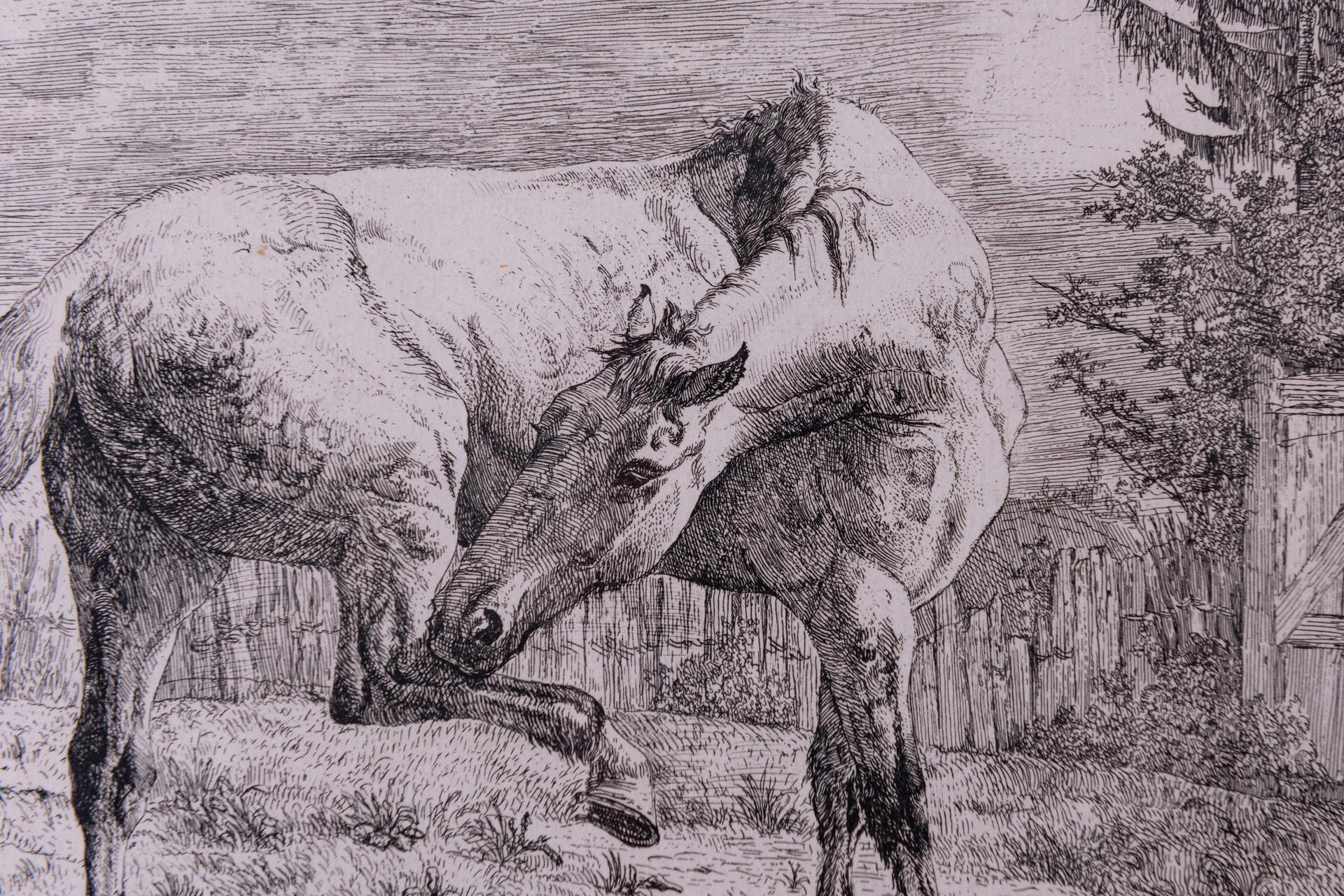 Antique Etchings of Horses In Excellent Condition For Sale In Alessandria, Piemonte