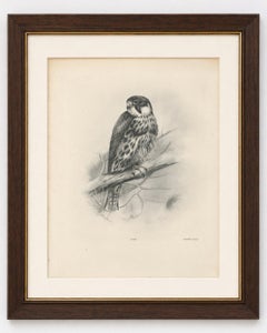 Antique Eurasian Hobby Falcon Print by Lilian M. Medland, circa 1908