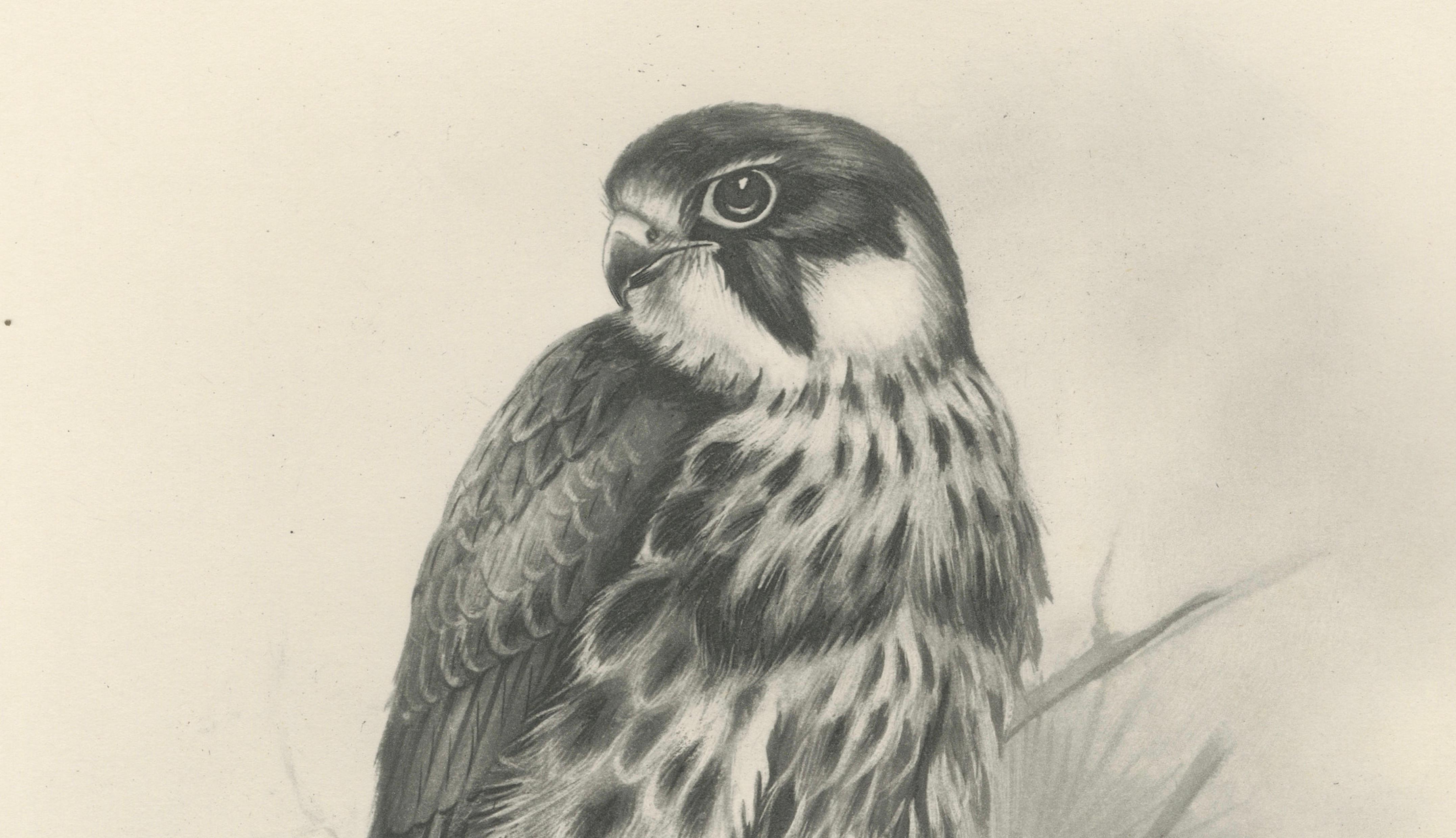 Antique Eurasian Hobby Falcon Print by Lilian M. Medland, circa 1908