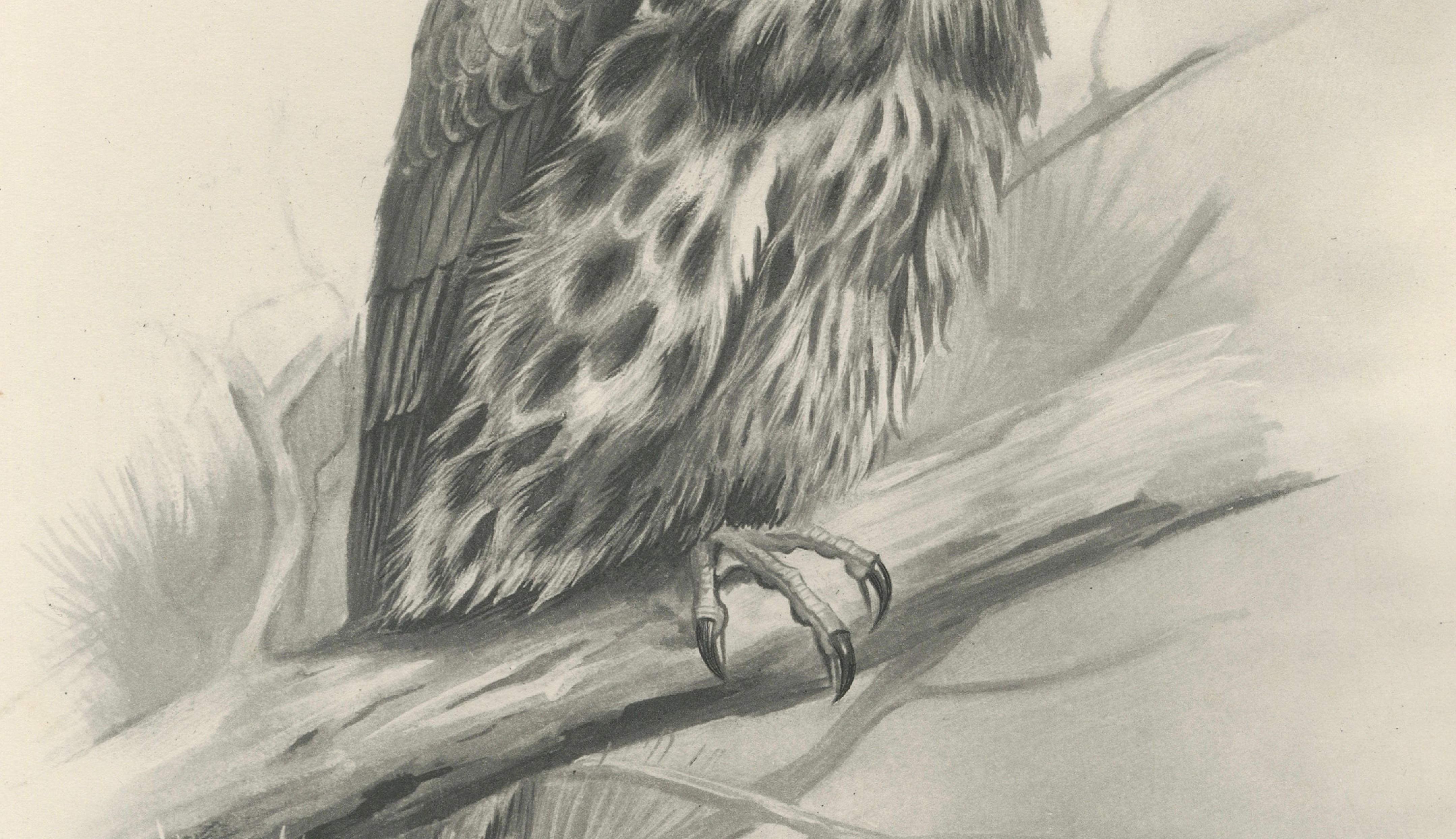Antique Eurasian Hobby Falcon Print by Lilian M. Medland, circa 1908