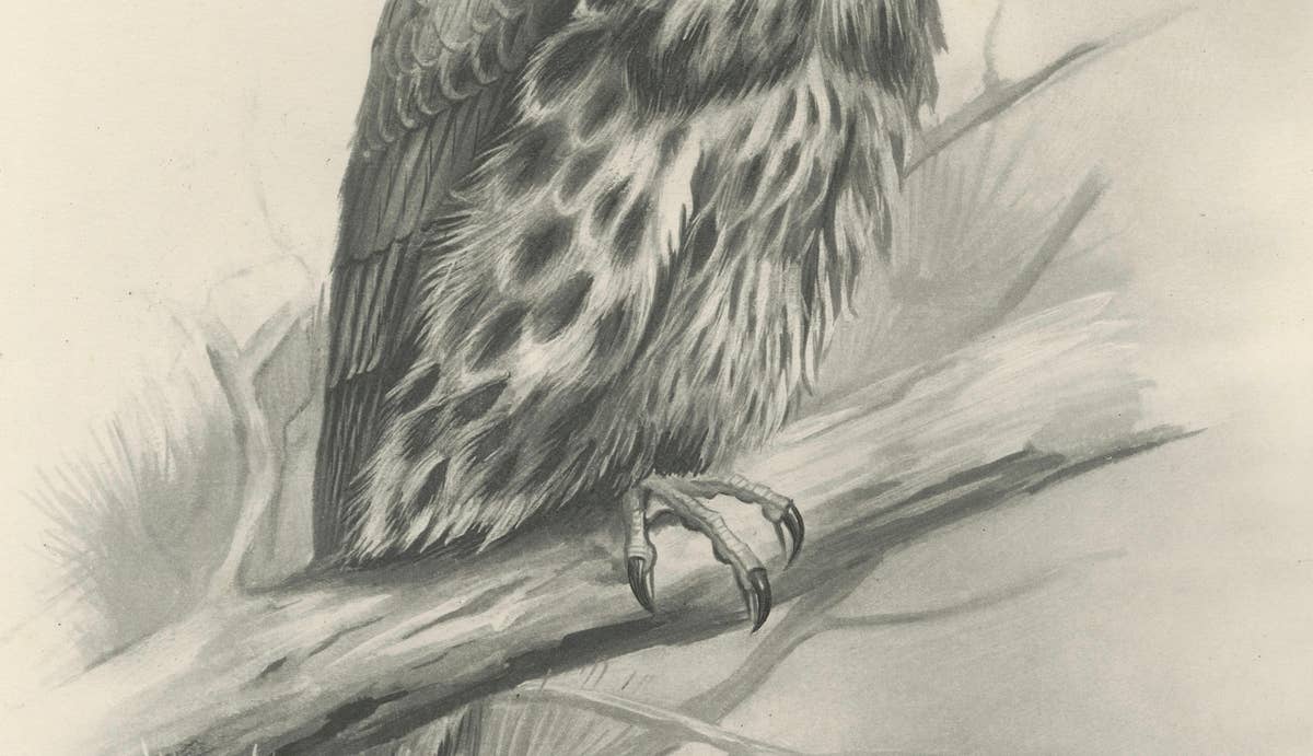 Antique Eurasian Hobby Falcon Print by Lilian M. Medland, circa 1908
