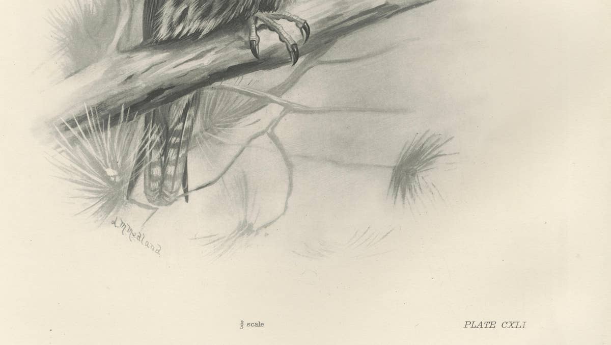 Antique Eurasian Hobby Falcon Print by Lilian M. Medland, circa 1908