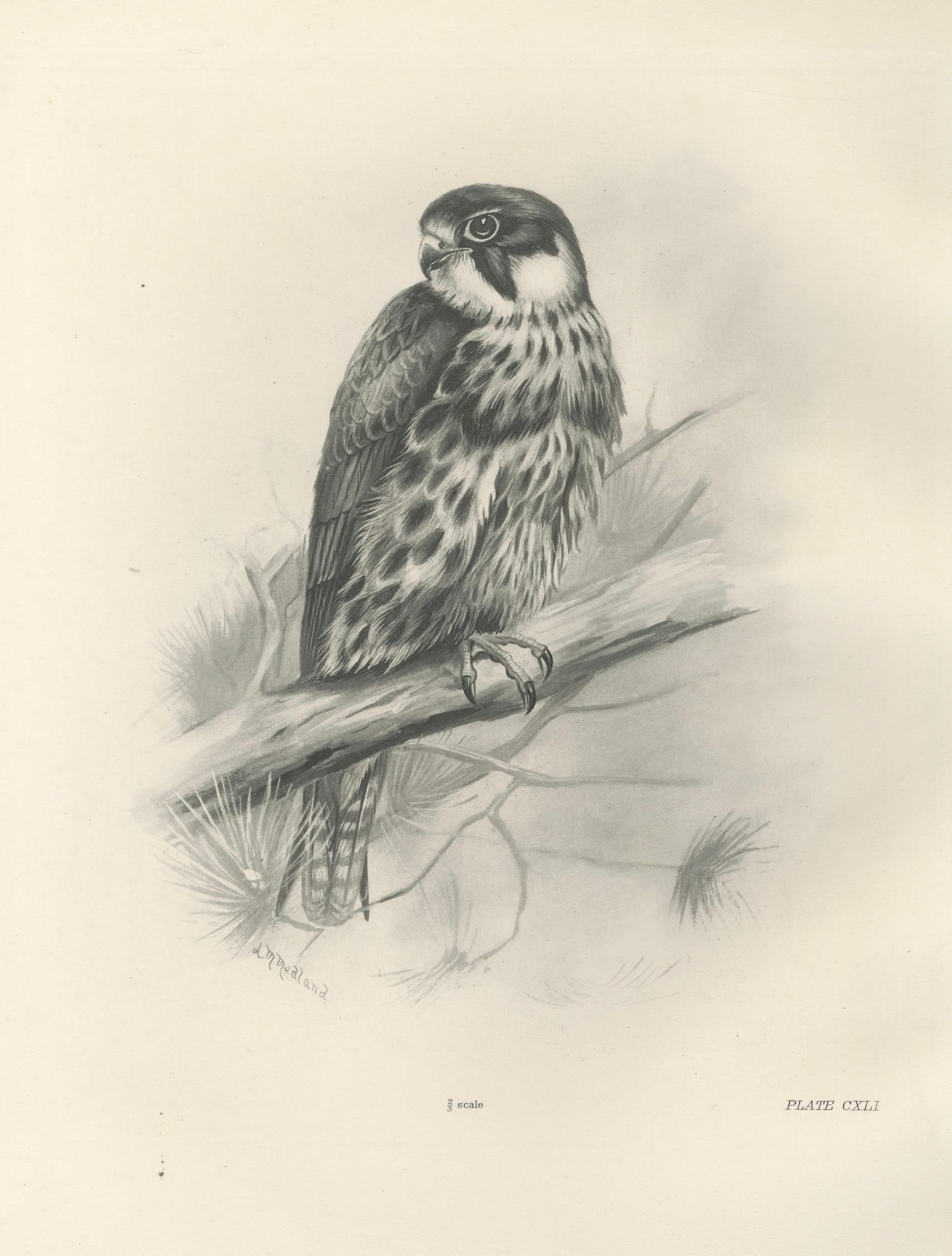 Antique Eurasian Hobby Falcon Print by Lilian M. Medland, circa 1908