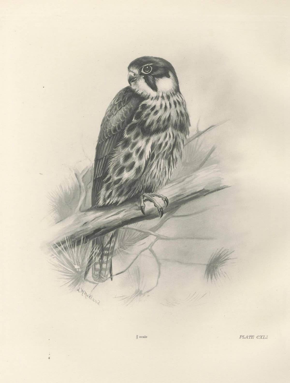 Antique Eurasian Hobby Falcon Print by Lilian M. Medland, circa 1908