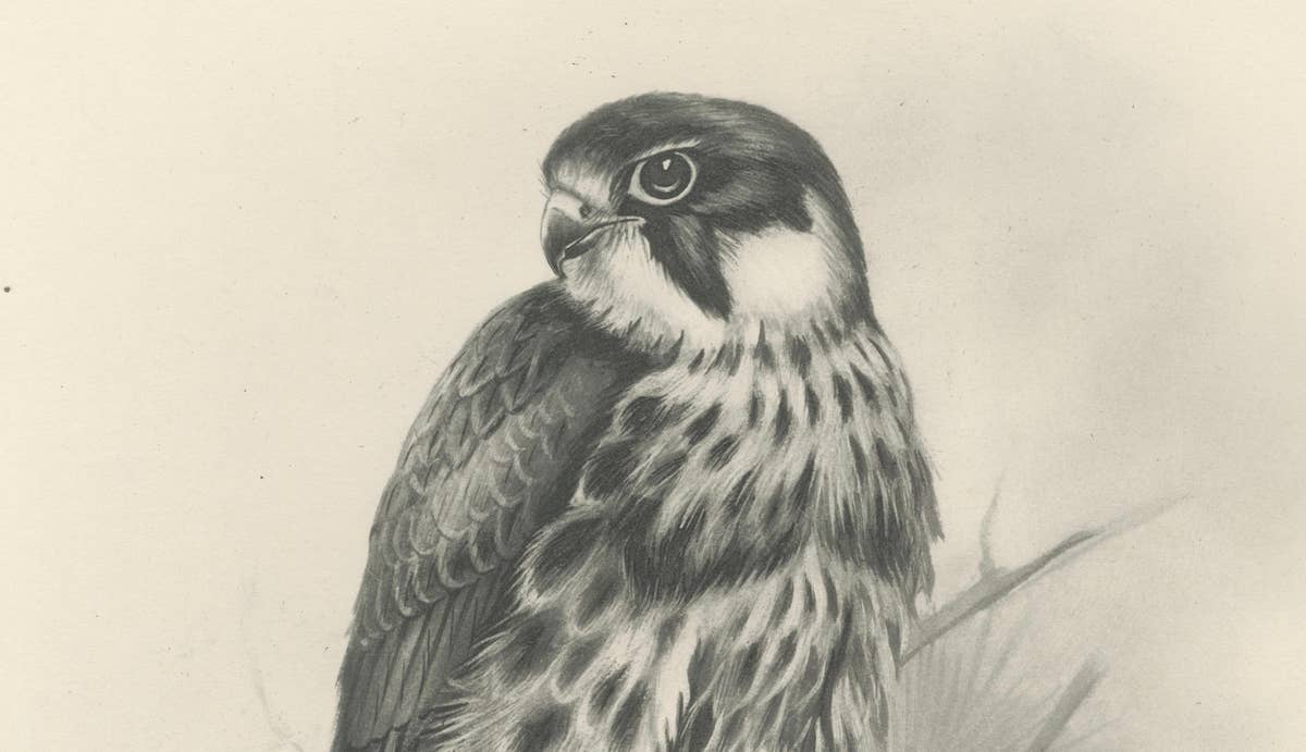 Antique Eurasian Hobby Falcon Print by Lilian M. Medland, circa 1908