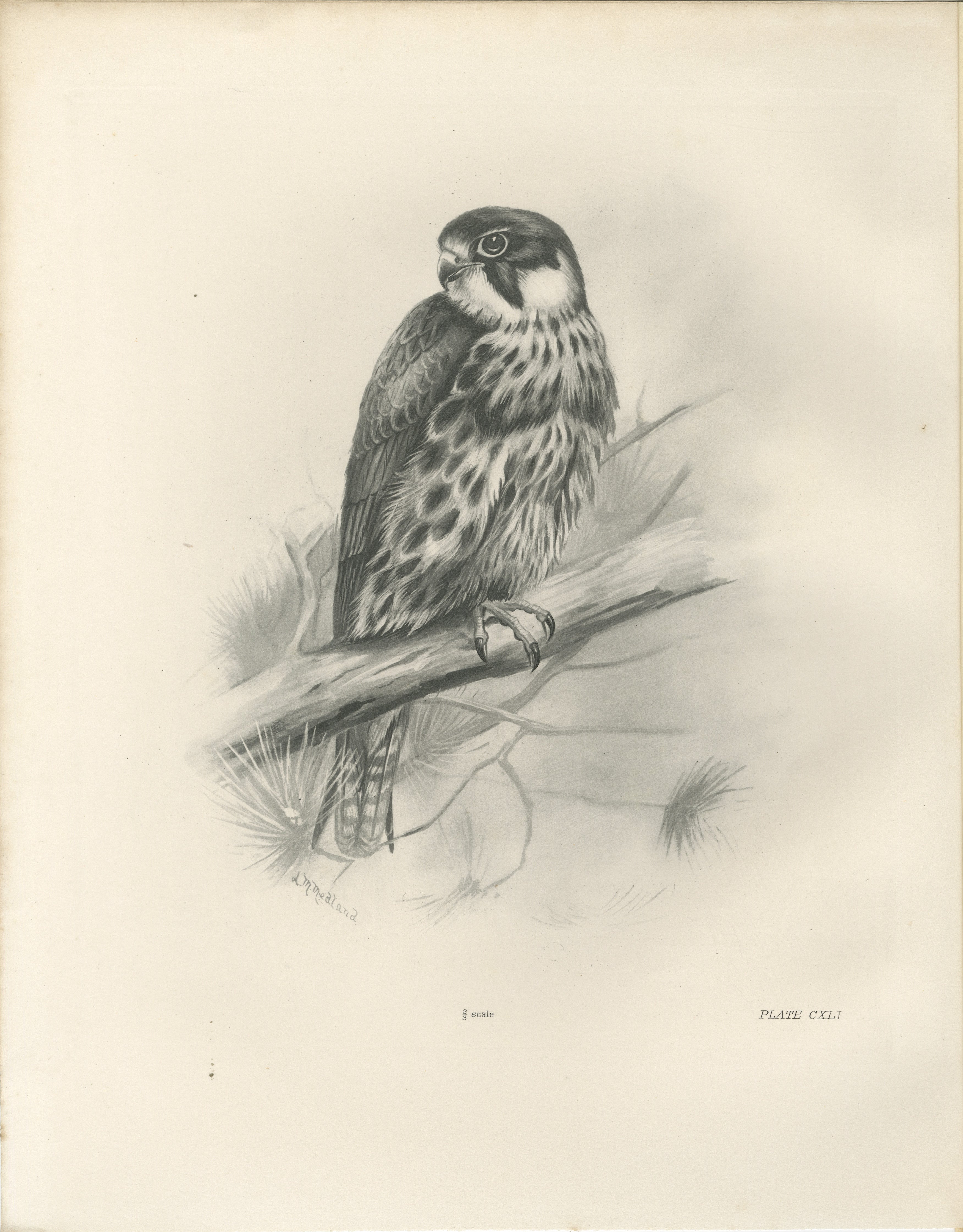 Antique Eurasian Hobby Falcon Print by Lilian M. Medland, circa 1908